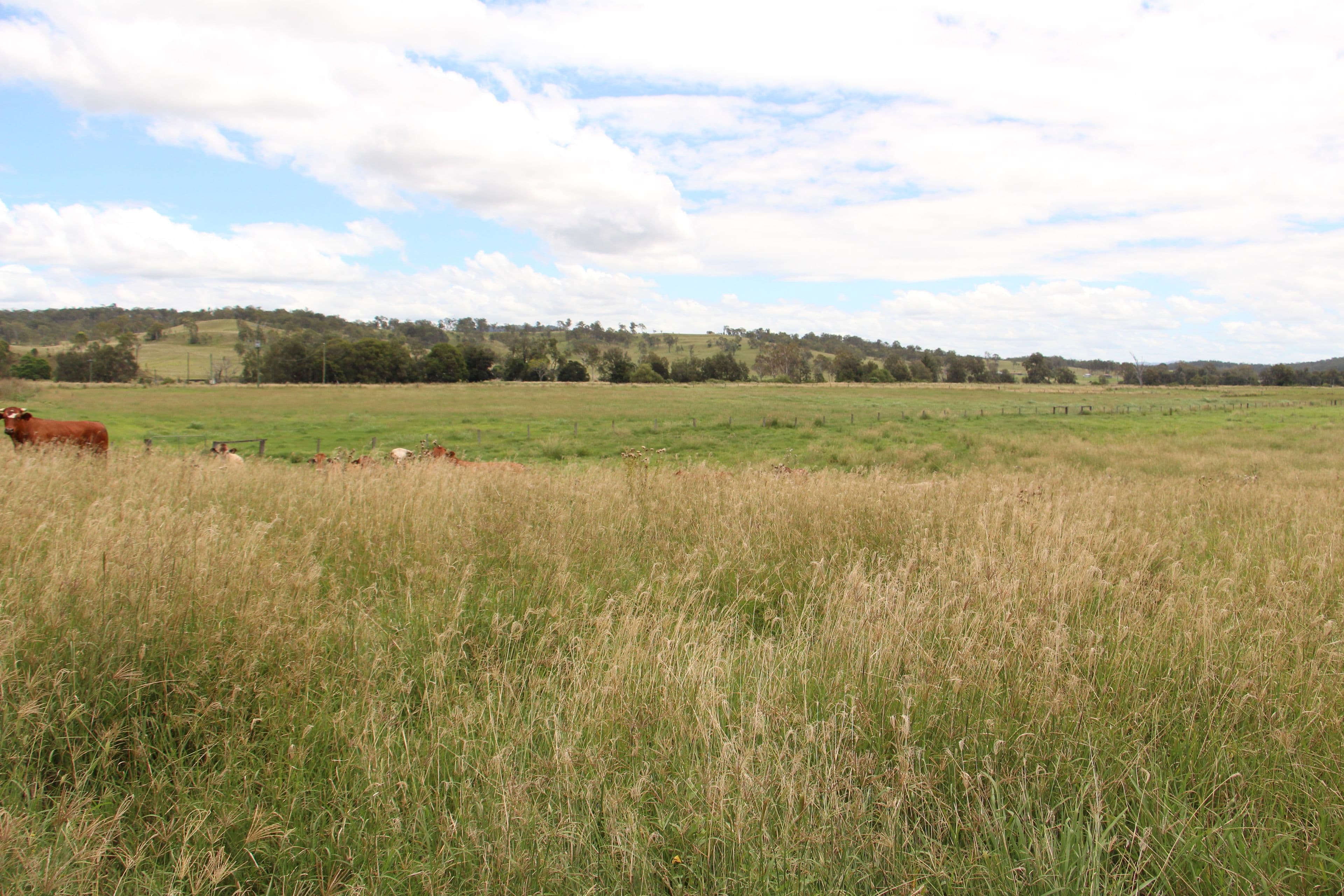 604 Running Creek Road, Running Creek QLD 4287, Running Creek - Thumbnail 6