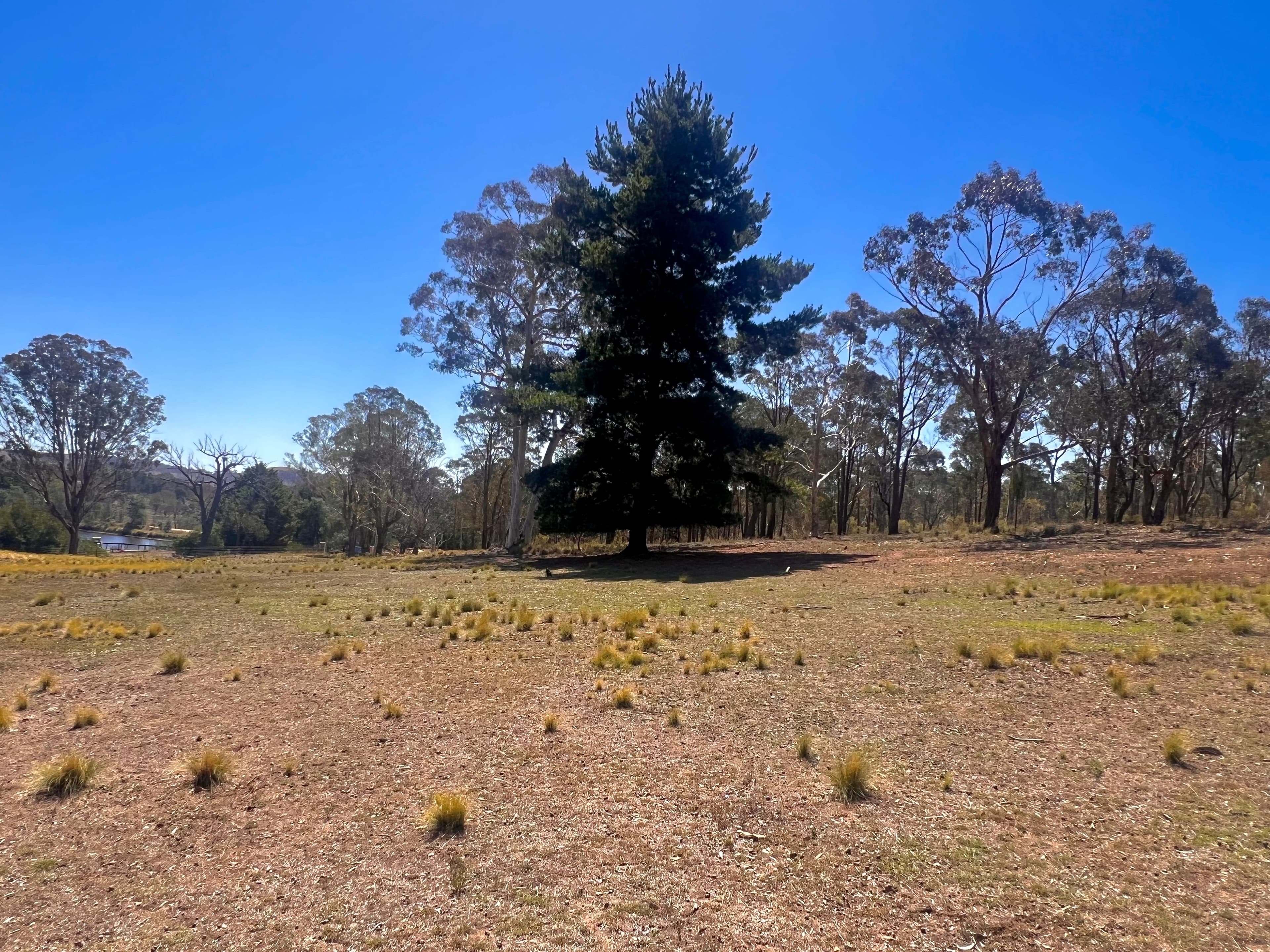 13 Songlark Lane, Sutton NSW 2620, Sutton - Thumbnail 8
