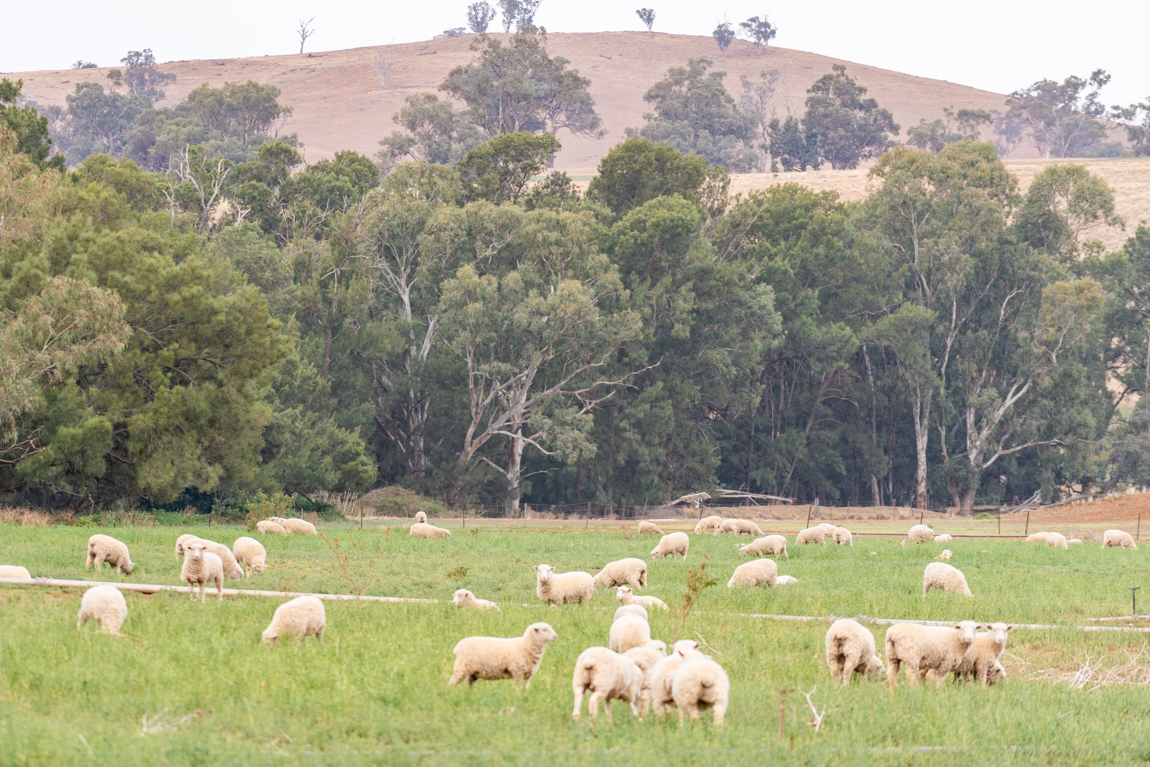 Belubula Park, Canowindra NSW 2804, Canowindra - Thumbnail 7
