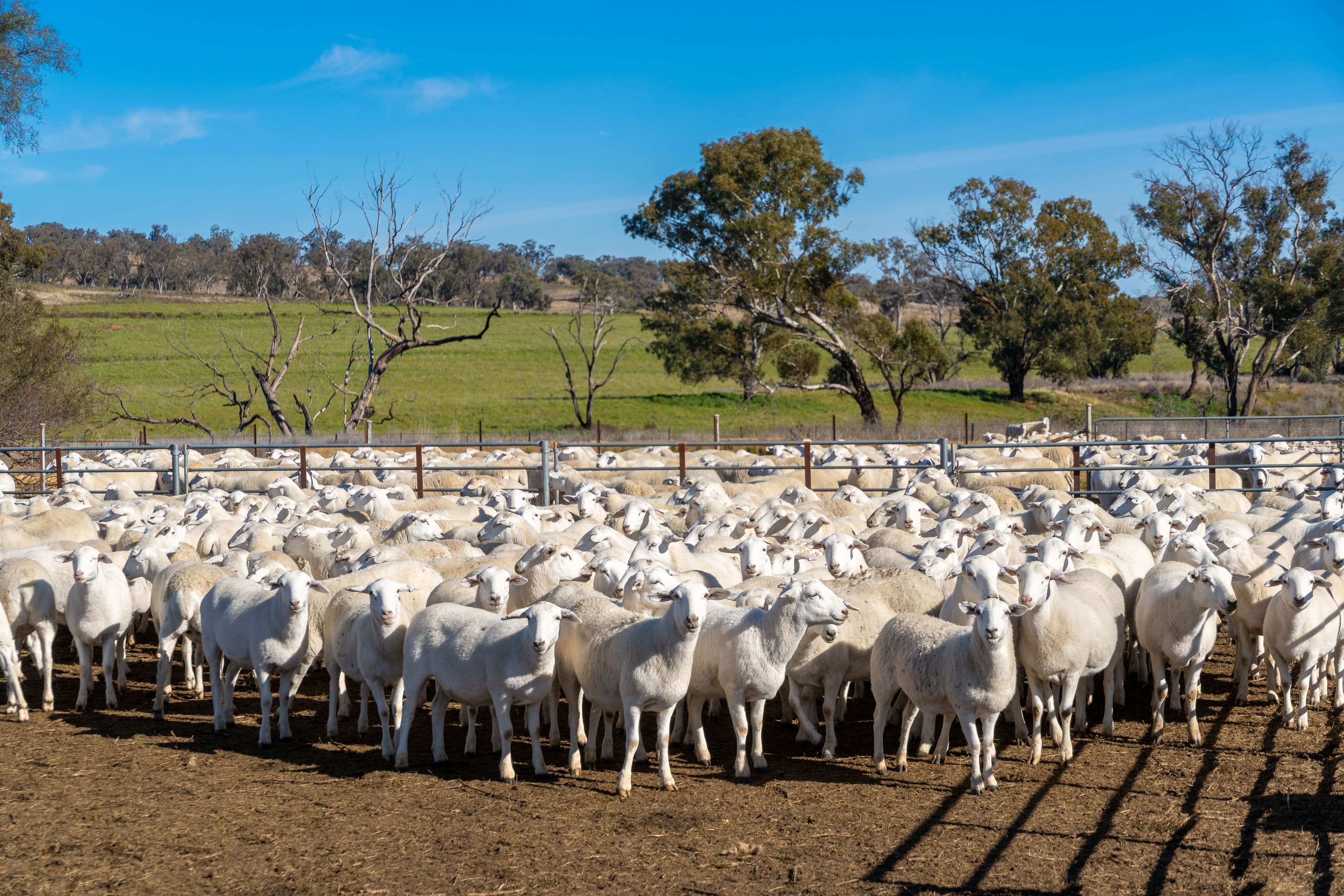 401 Catombal Road, Cumnock NSW 2867, Cumnock - Thumbnail 3