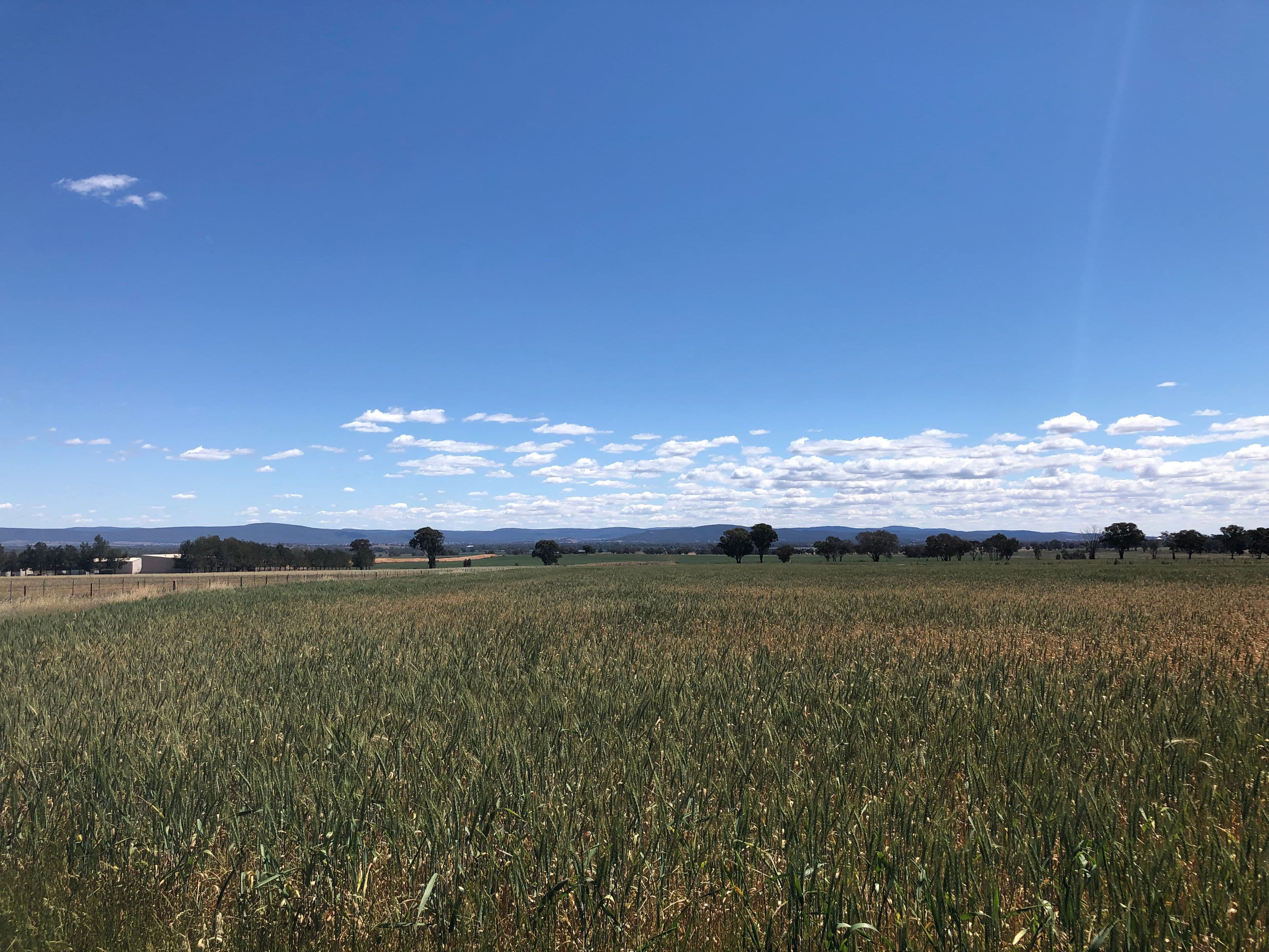 "LeGrenier" 617 Canowindra Road, Cowra NSW 2794, Cowra - Thumbnail 4
