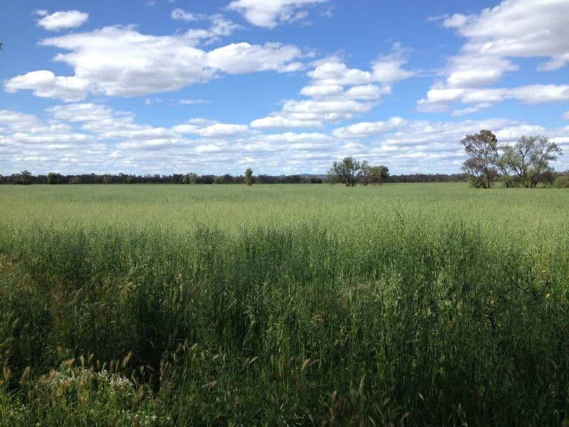 "Boolaroo" and "Warra Warra" Palesthan Road, CONDOBOLIN NSW 2877, Condobolin - Thumbnail 3