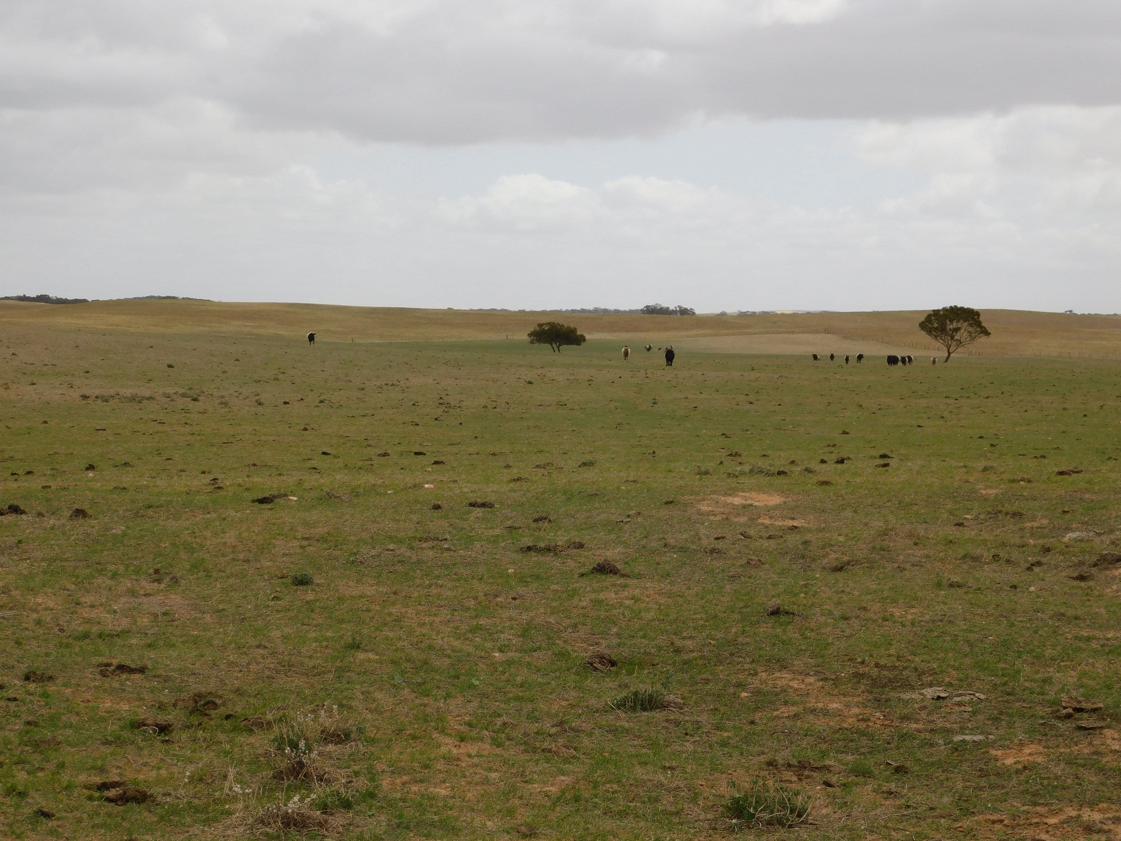 603 DAY Road, Lameroo SA 5302, Lameroo - Image 1