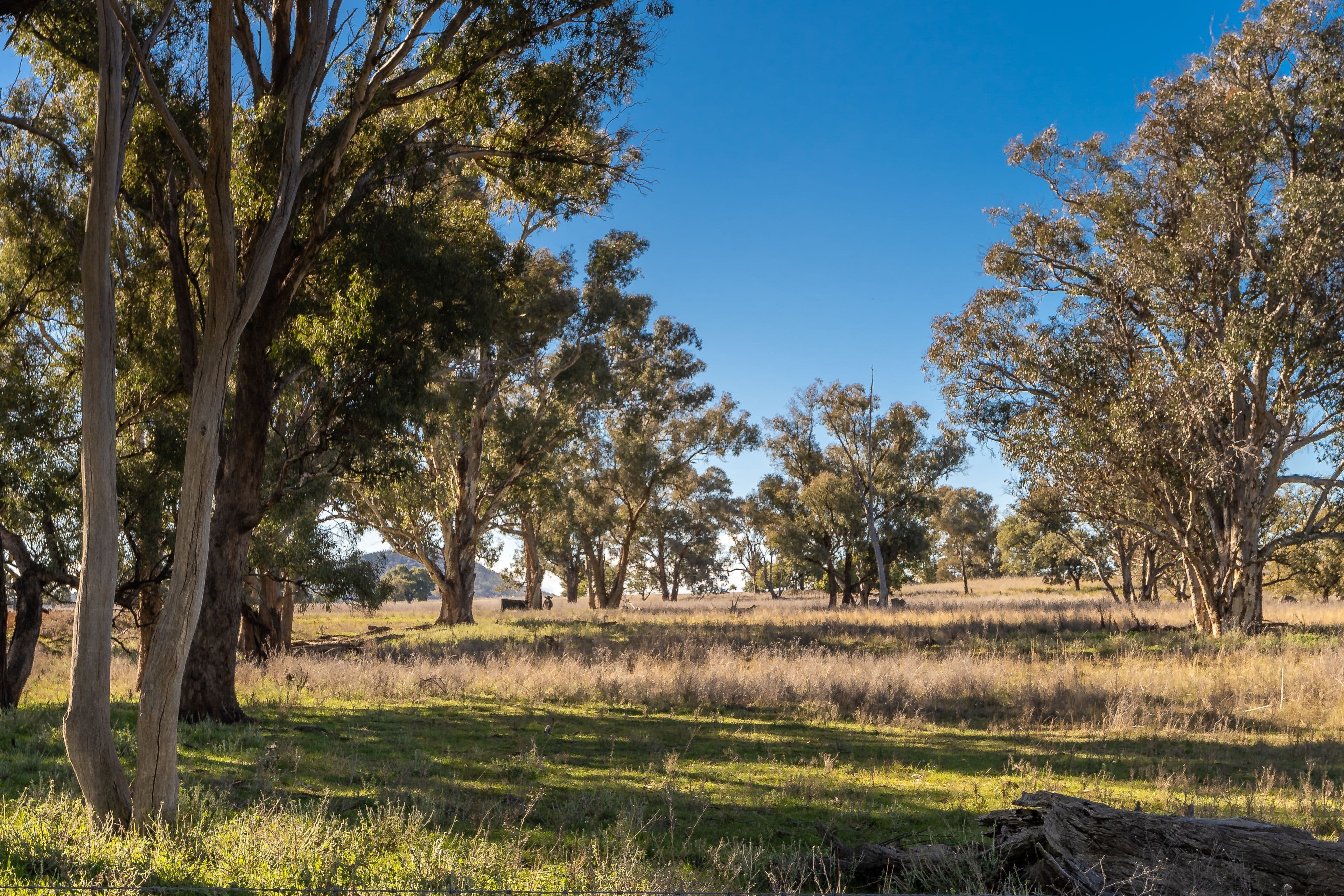 401 Catombal Road, Cumnock NSW 2867, Cumnock - Thumbnail 8