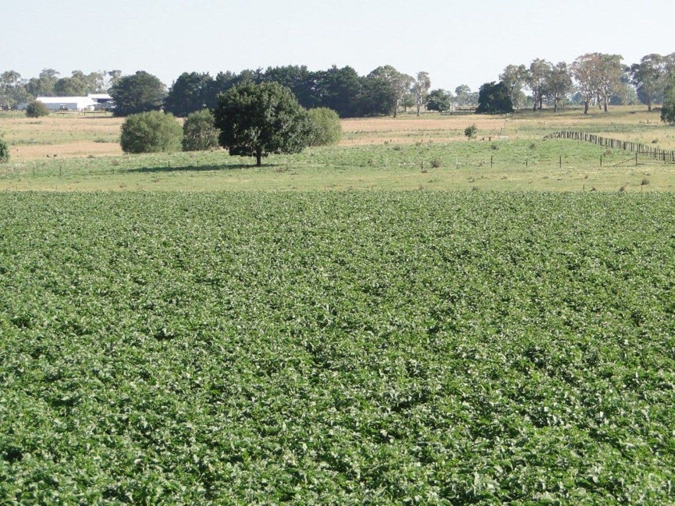 Hilltop Worra Street, GUYRA NSW 2365, Guyra - Thumbnail 4