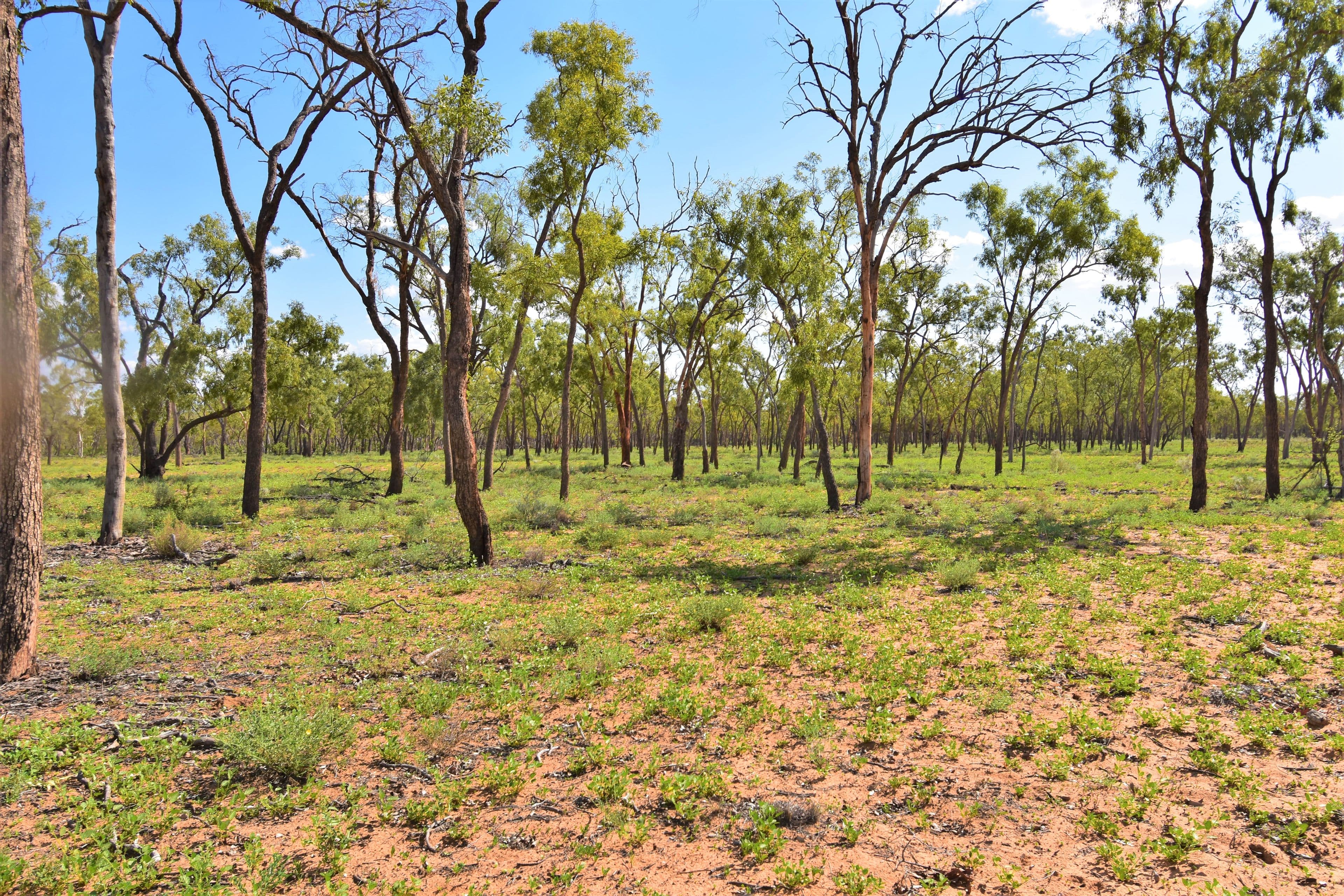 Barcaldine QLD 4725, Barcaldine - Image 1