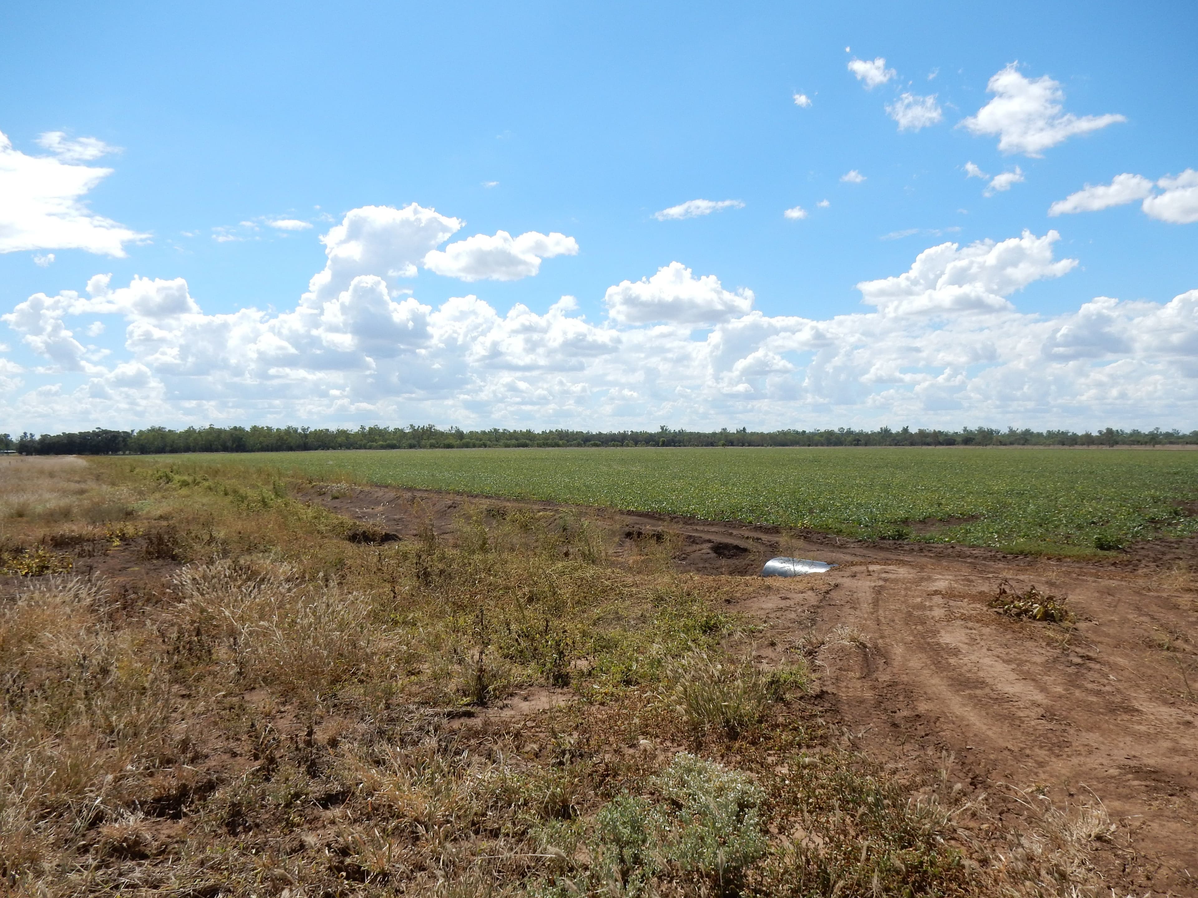 135 Austins Road, Theodore QLD 4719, Theodore - Thumbnail 8