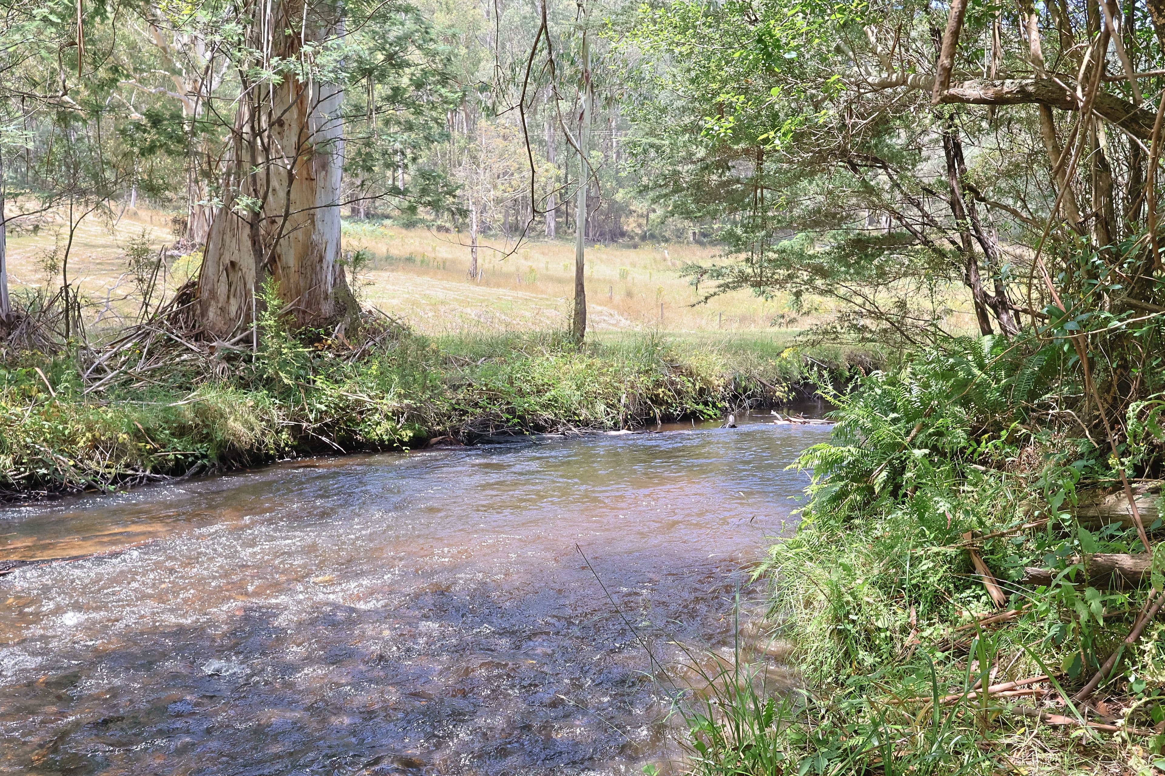 Toorongo Valley Road, Noojee VIC 3833, Noojee - Thumbnail 2