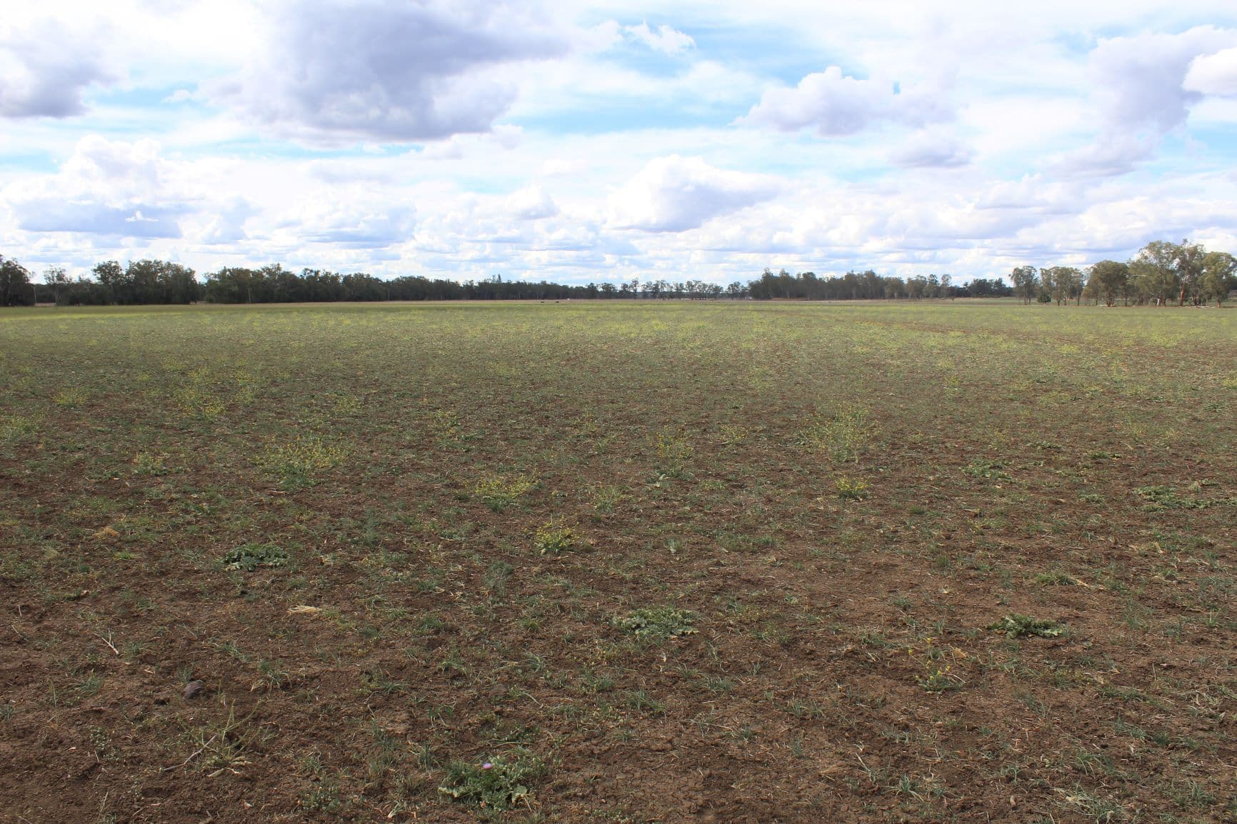 " Berrigal Farm", Bellata NSW 2397, Bellata - Thumbnail 3