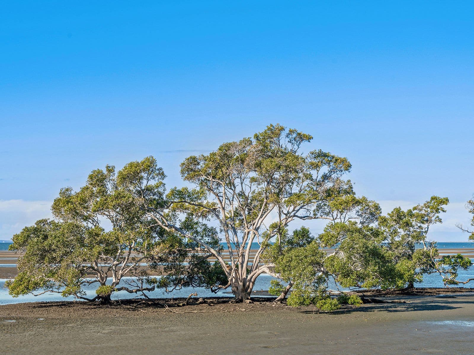 65 O'Quinn Street, Nudgee Beach QLD 4014, Nudgee Beach - Thumbnail 5
