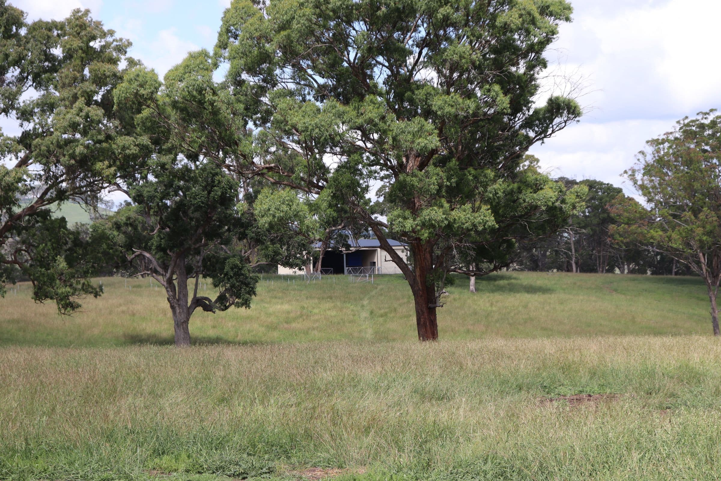 290 Blue Hills Road, Glen Innes NSW 2370, Glen Innes - Thumbnail 7