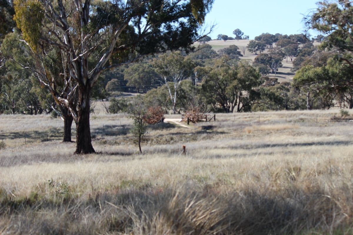 1929 O'Connell Road, O'Connell NSW 2795, O'Connell - Thumbnail 2