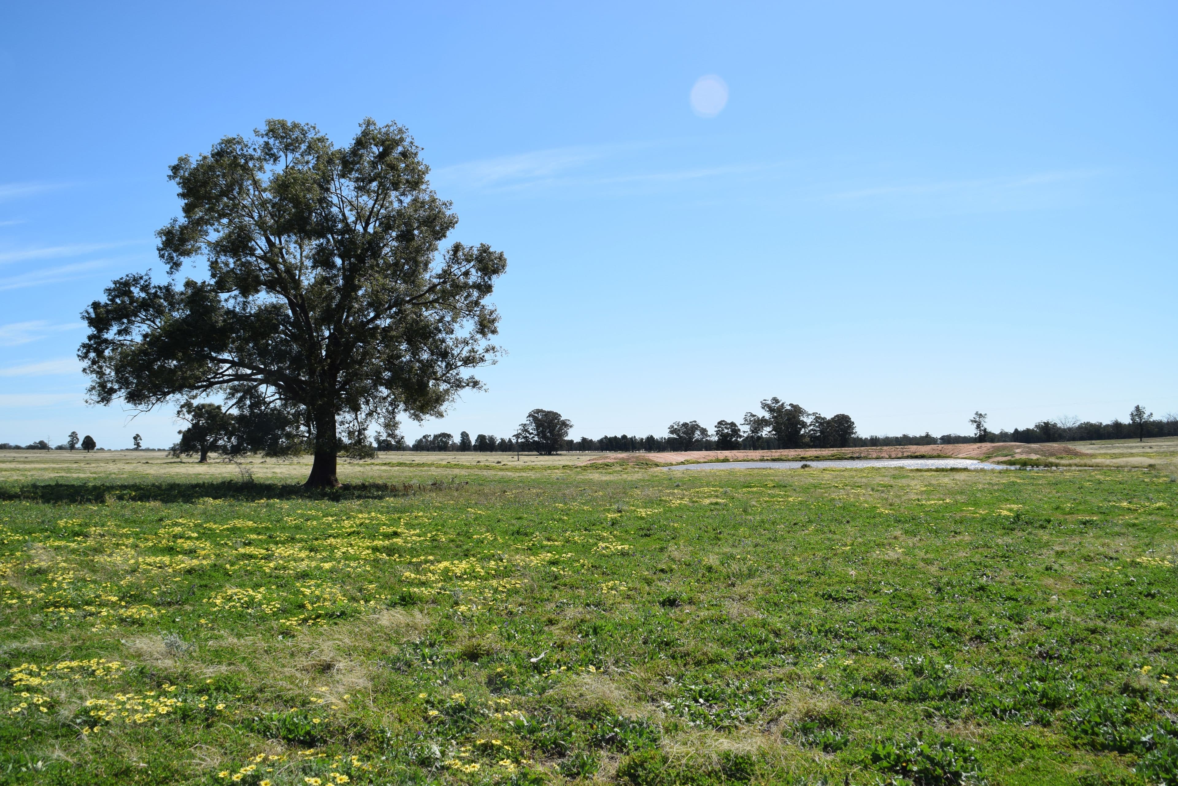 'Windeena' 802 Milpulling Road, Gilgandra NSW 2827, Gilgandra - Thumbnail 4