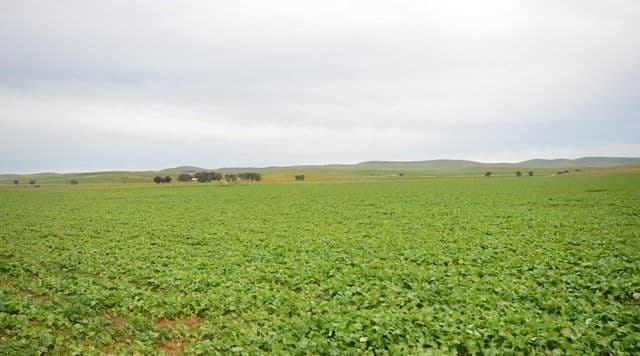"North Kimbo" Reilly Road, Booborowie SA 5417, Booborowie - Thumbnail 8