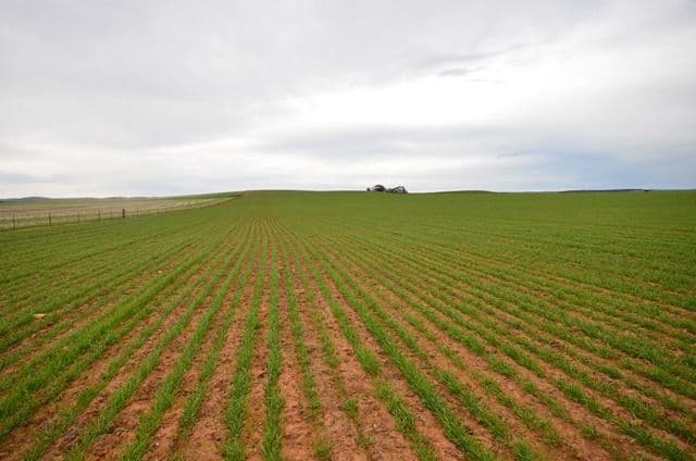 "North Kimbo" Reilly Road, Booborowie SA 5417, Booborowie - Thumbnail 6