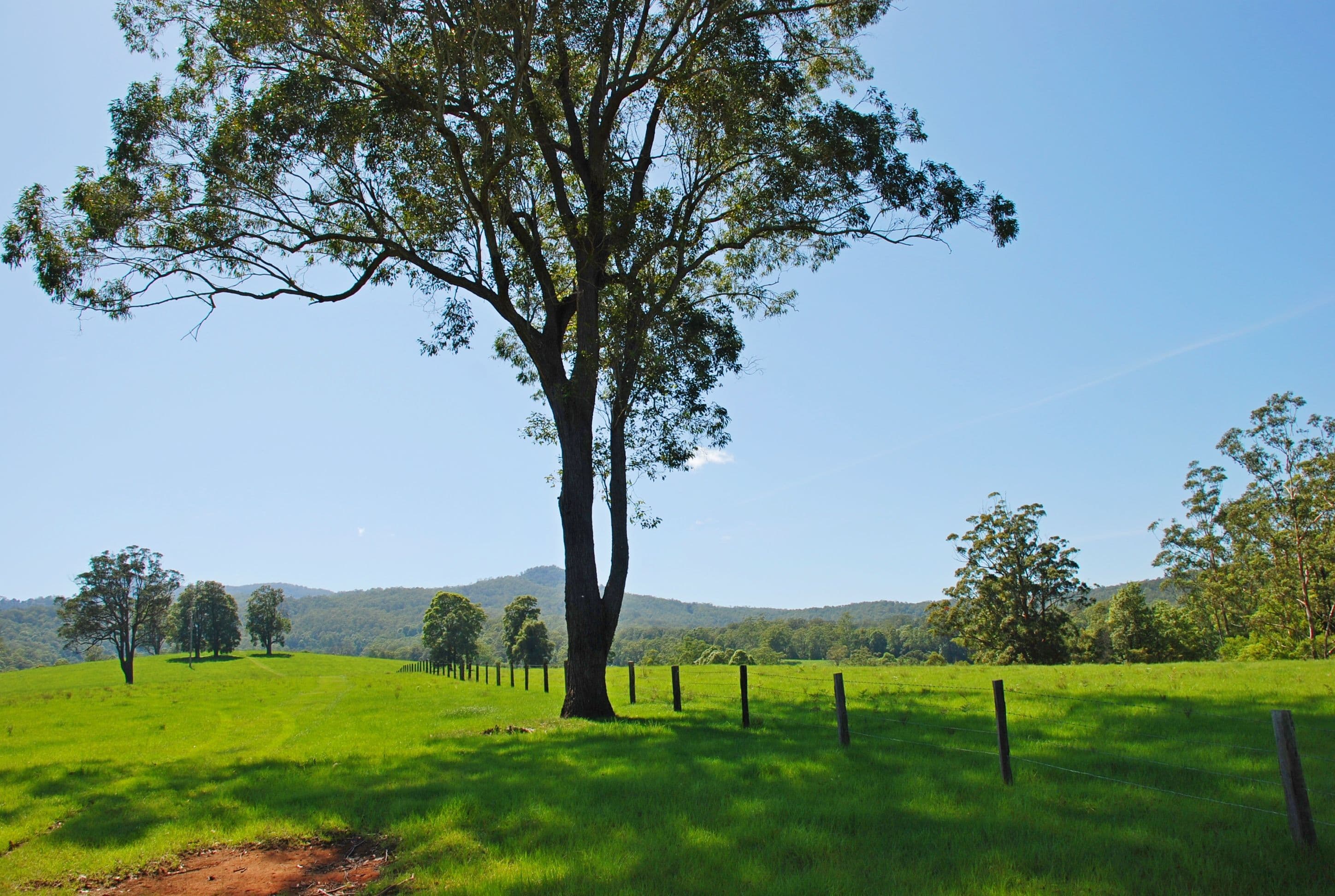 149 Jack Smiths Road, Brays Creek NSW 2484, Brays Creek - Thumbnail 4