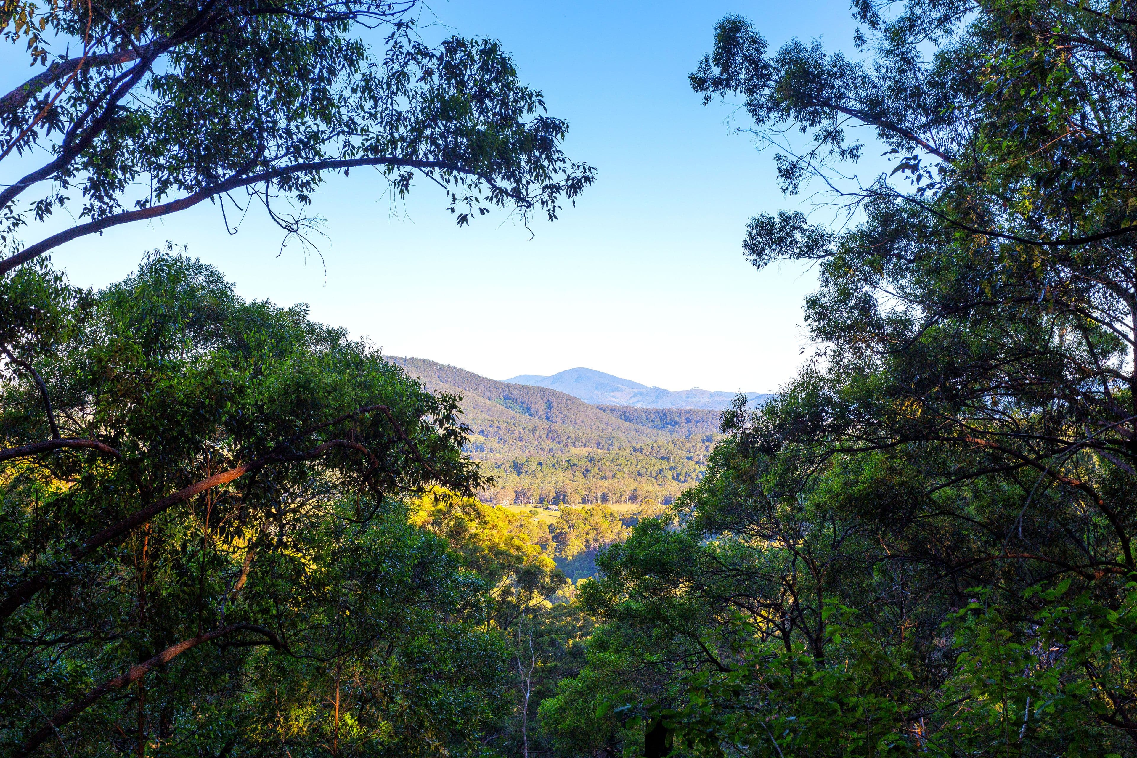 Lot 150 & 151 Black Flat Lane, WHERROL FLAT NSW 2429, Wherrol Flat - Thumbnail 4