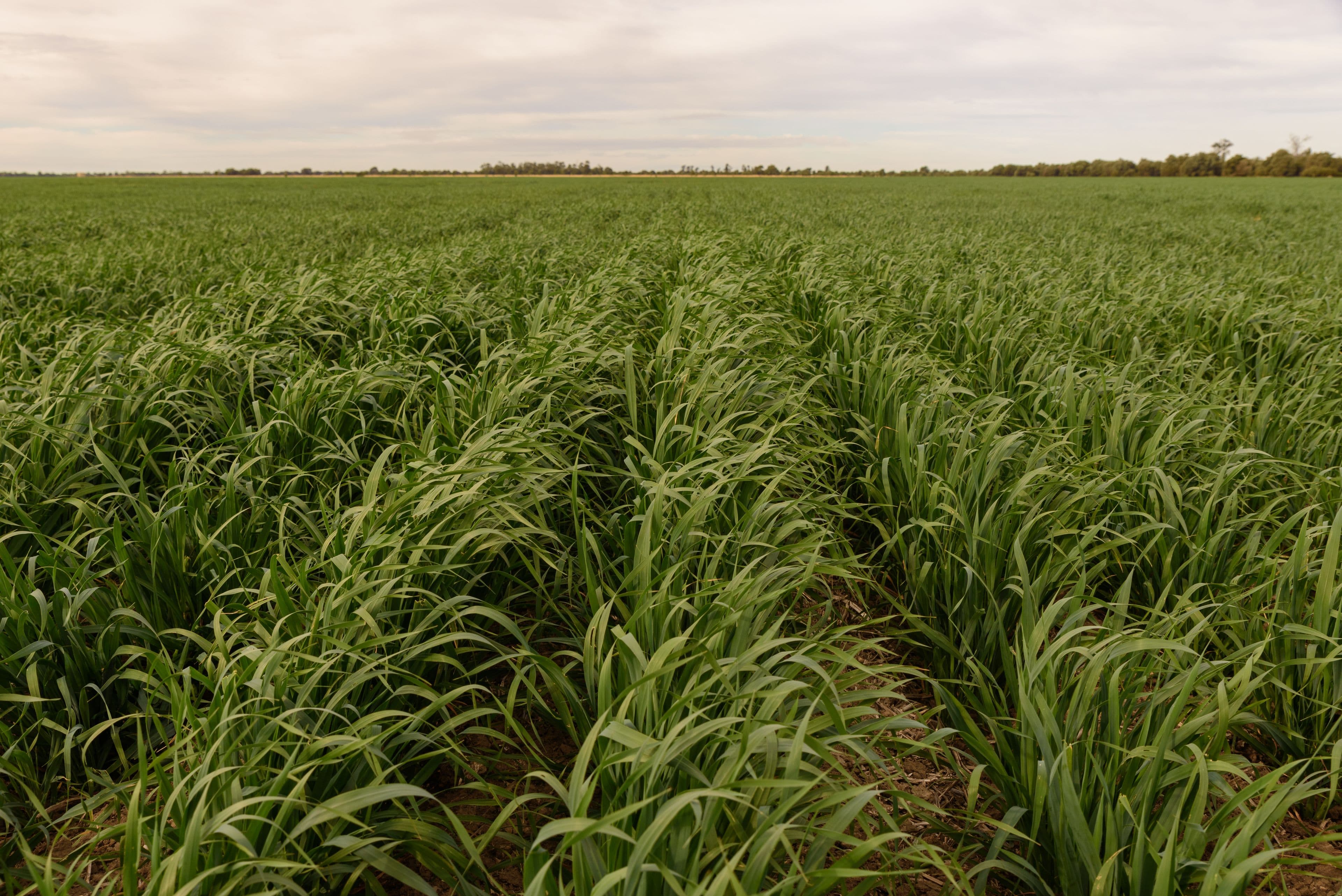 Condamine QLD 4416, Condamine - Thumbnail 7