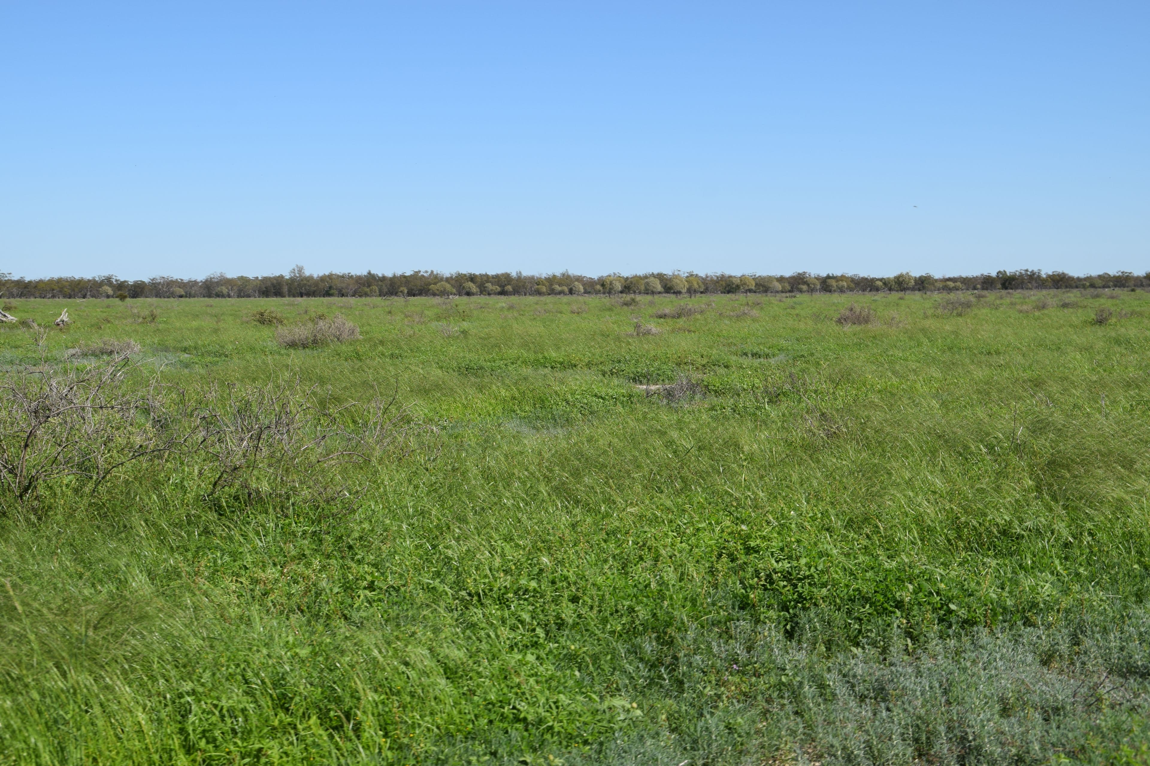 'Guiseley' 2606 Gingie Road, Walgett NSW 2832, Walgett - Thumbnail 7