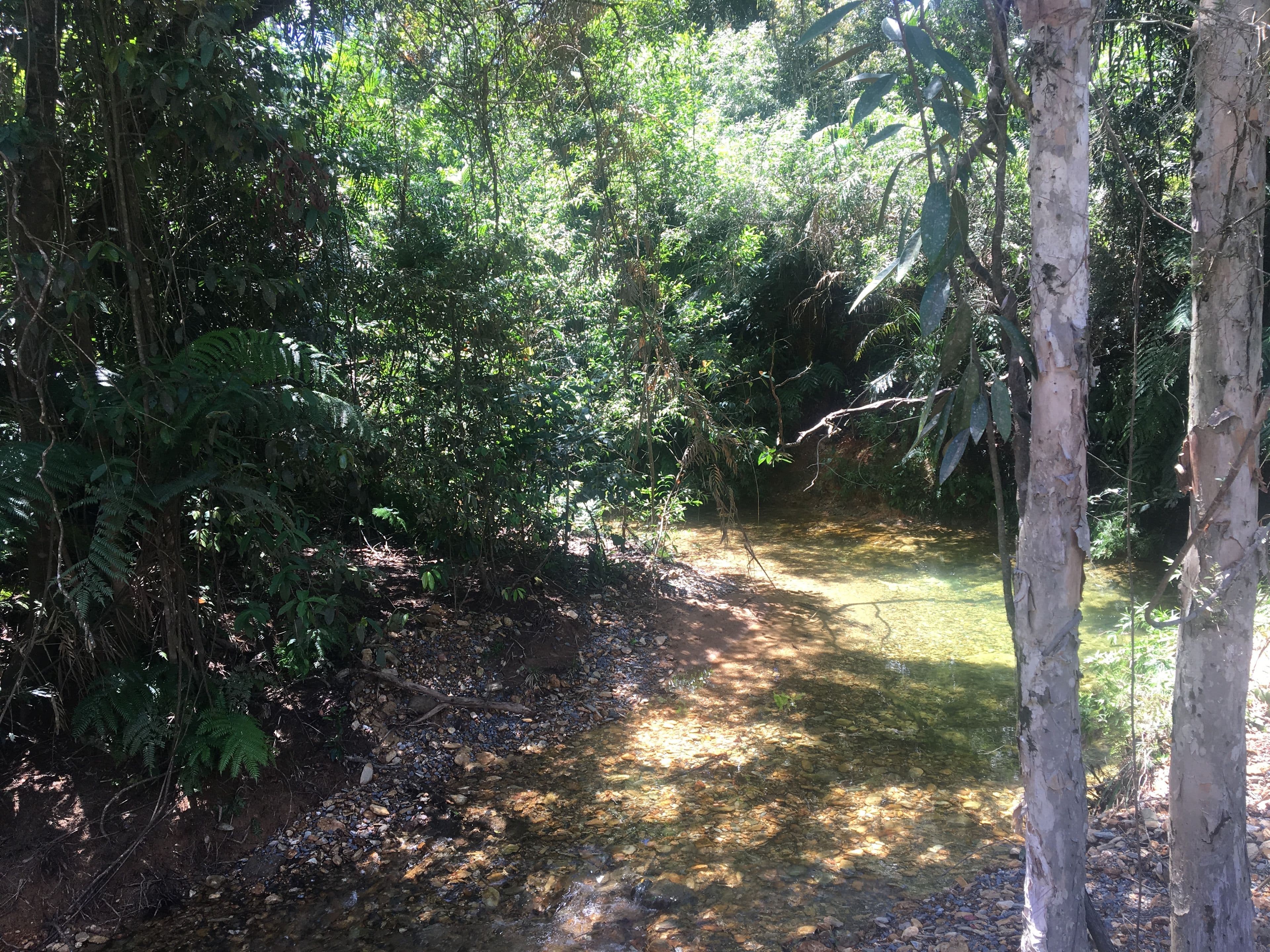 Lot 4 Forest Creek Road, Daintree, Forest Creek QLD 4873, Forest Creek - Thumbnail 8