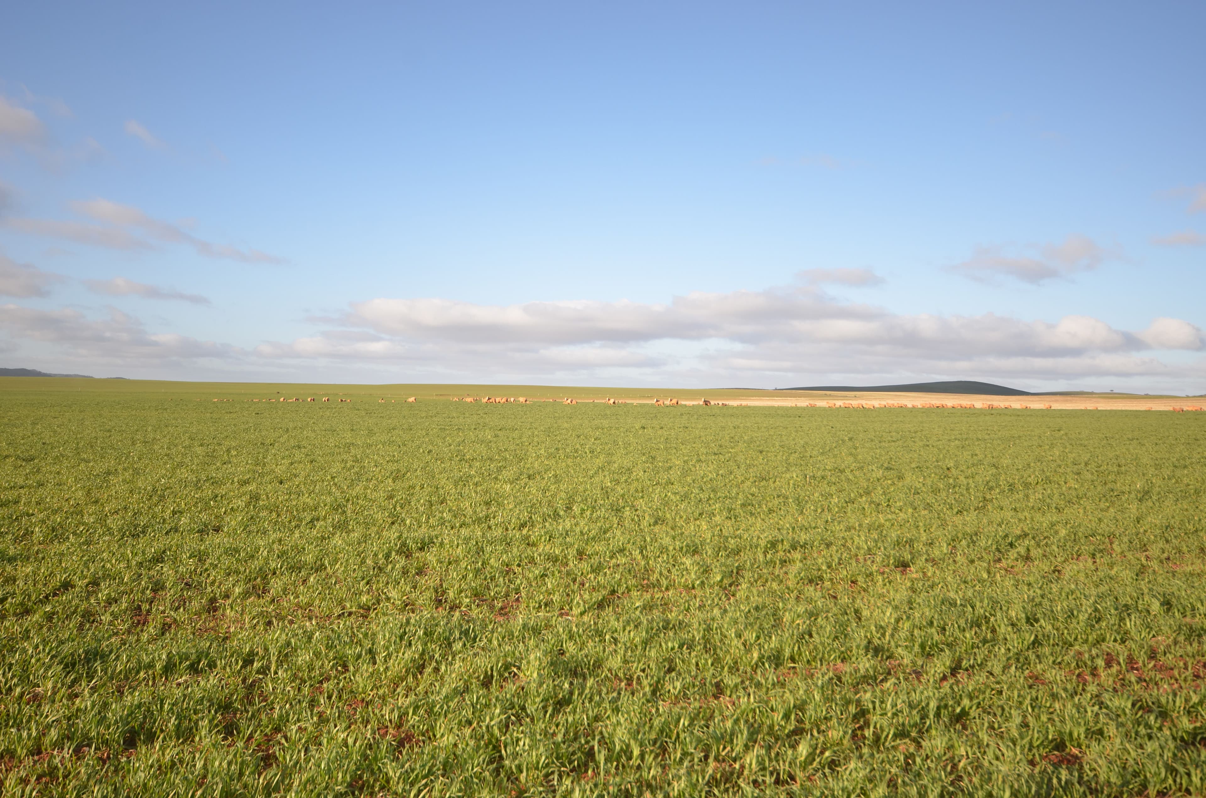 "Hill View" Barrier Highway, Hallett SA 5419, Hallett - Thumbnail 8