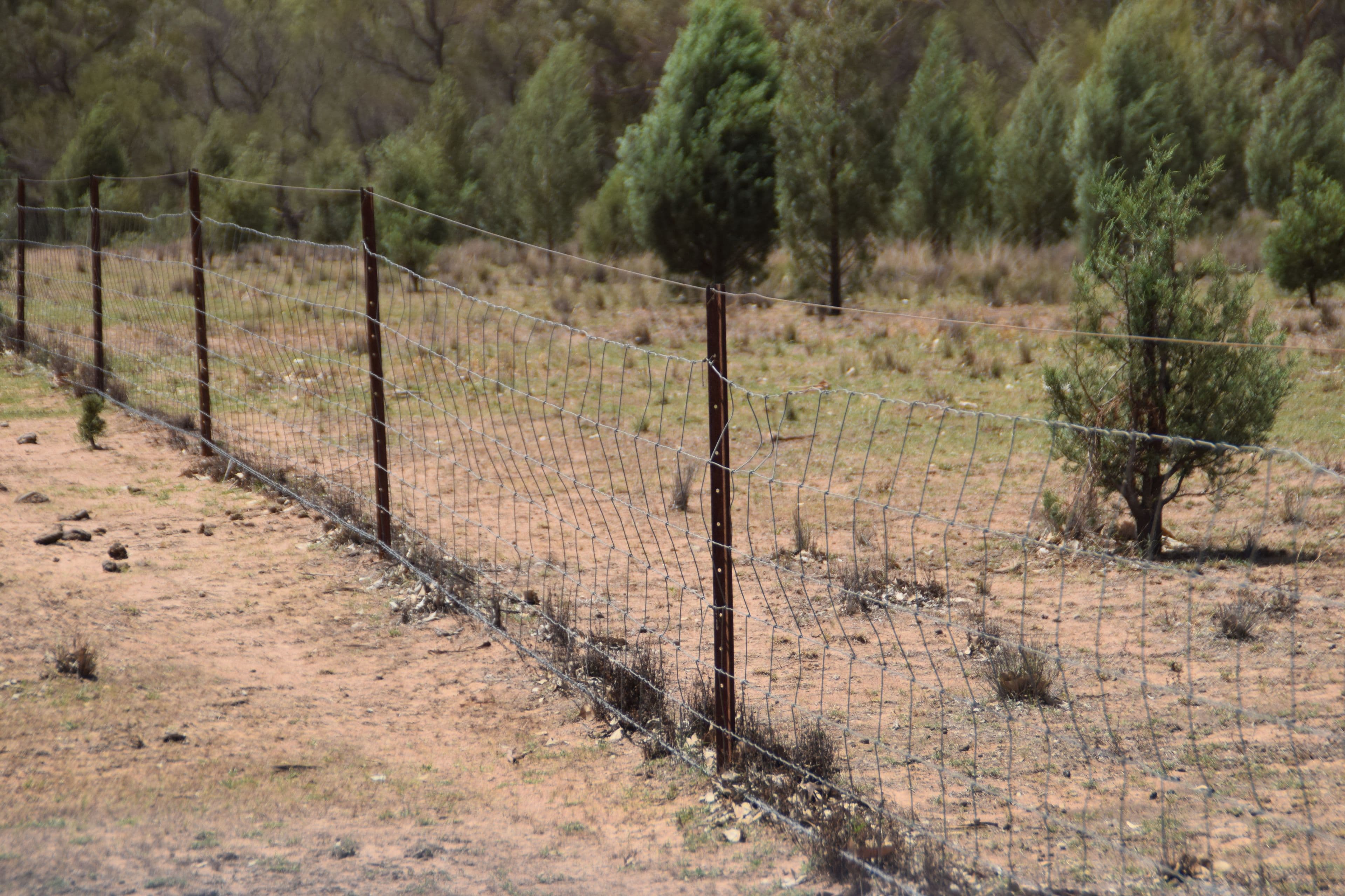 470 Dilladerry Road, Tomingley NSW 2869, Tomingley - Thumbnail 7