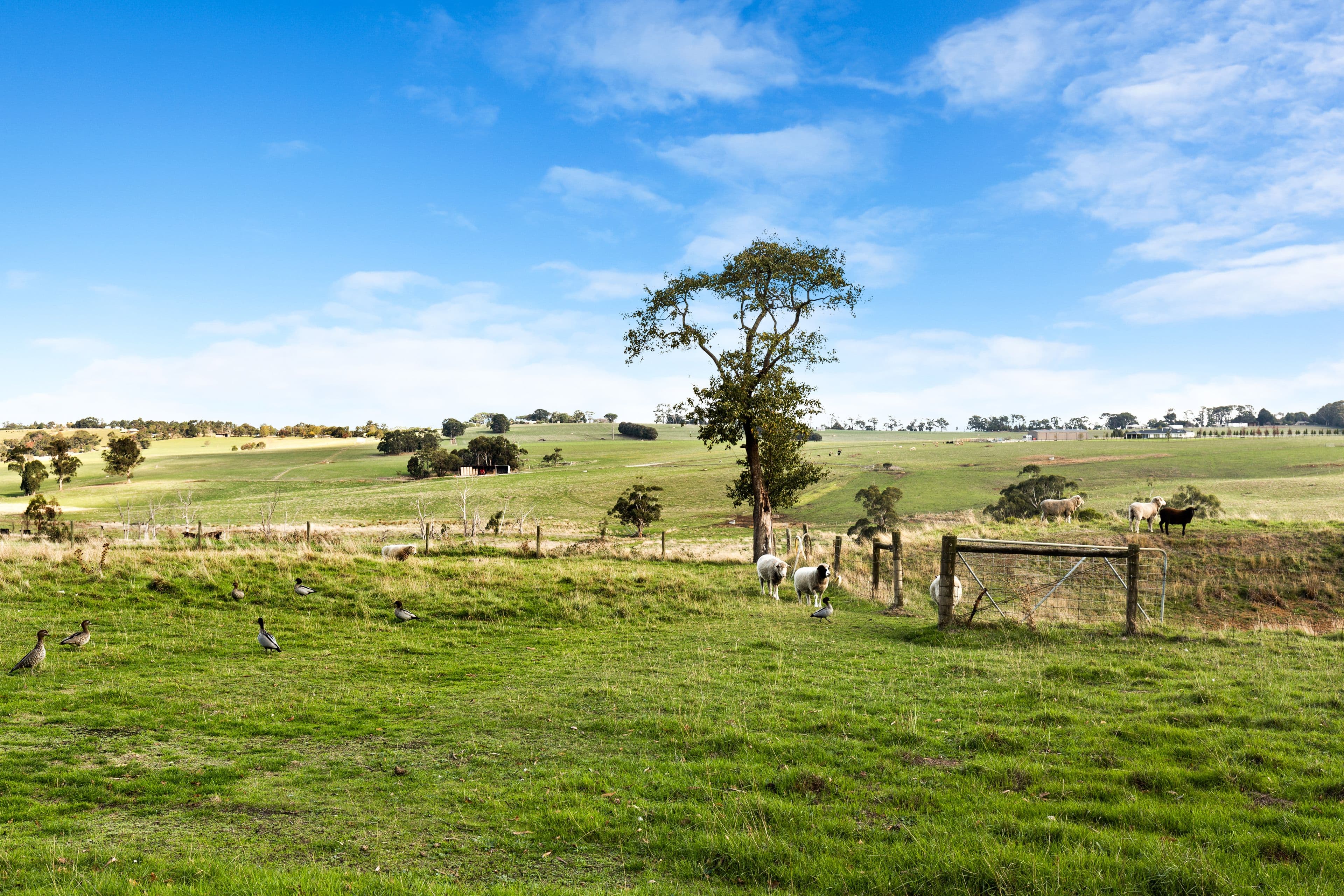 255 Pryor Road, Drouin VIC 3818, Drouin - Thumbnail 4