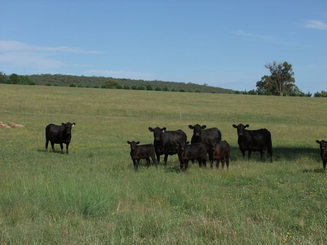 2044 Lagoon Road, Bathurst NSW 2795, Bathurst - Thumbnail 4