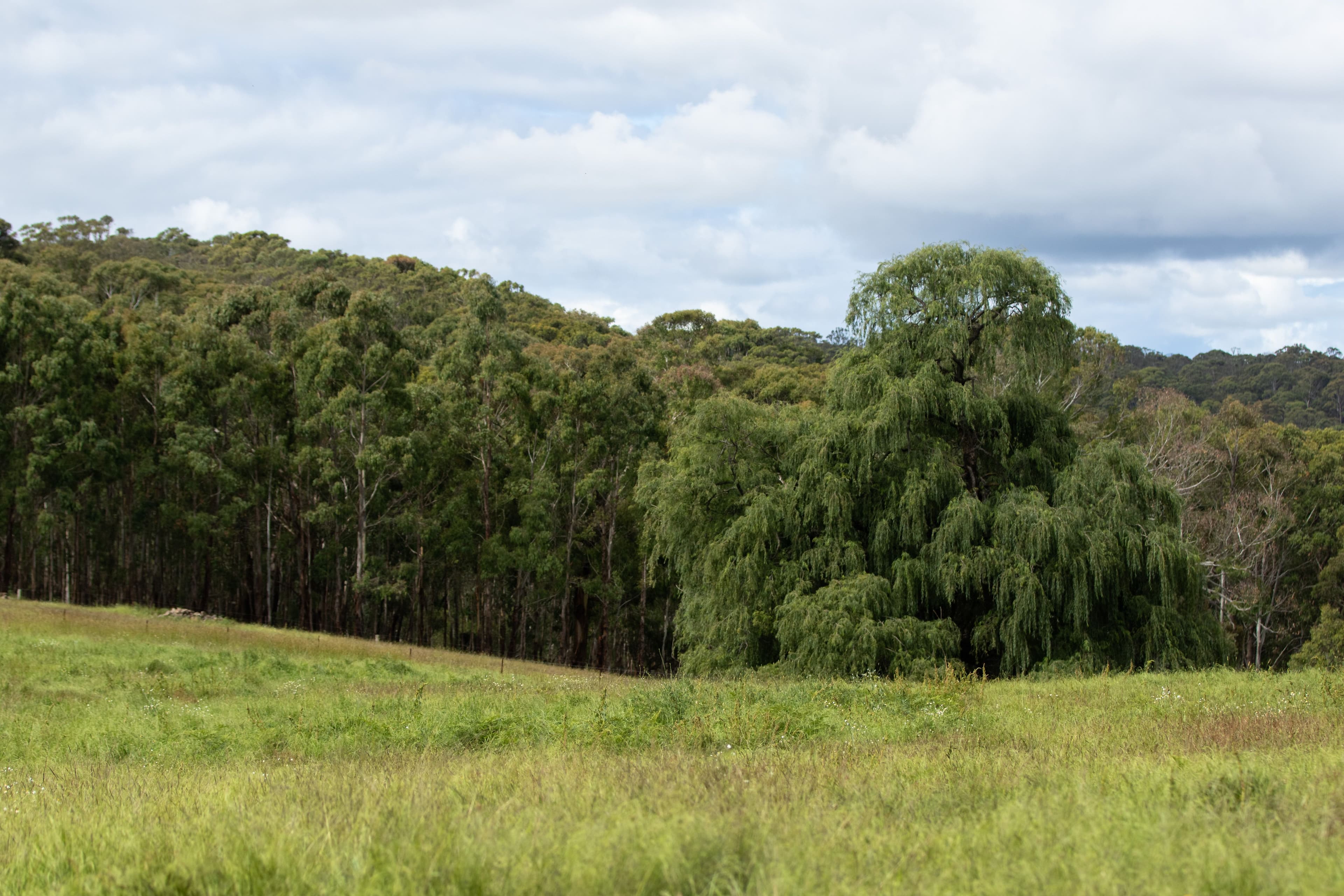 135 Thorpes Lane, Black Mountain NSW 2365, Black Mountain - Thumbnail 6
