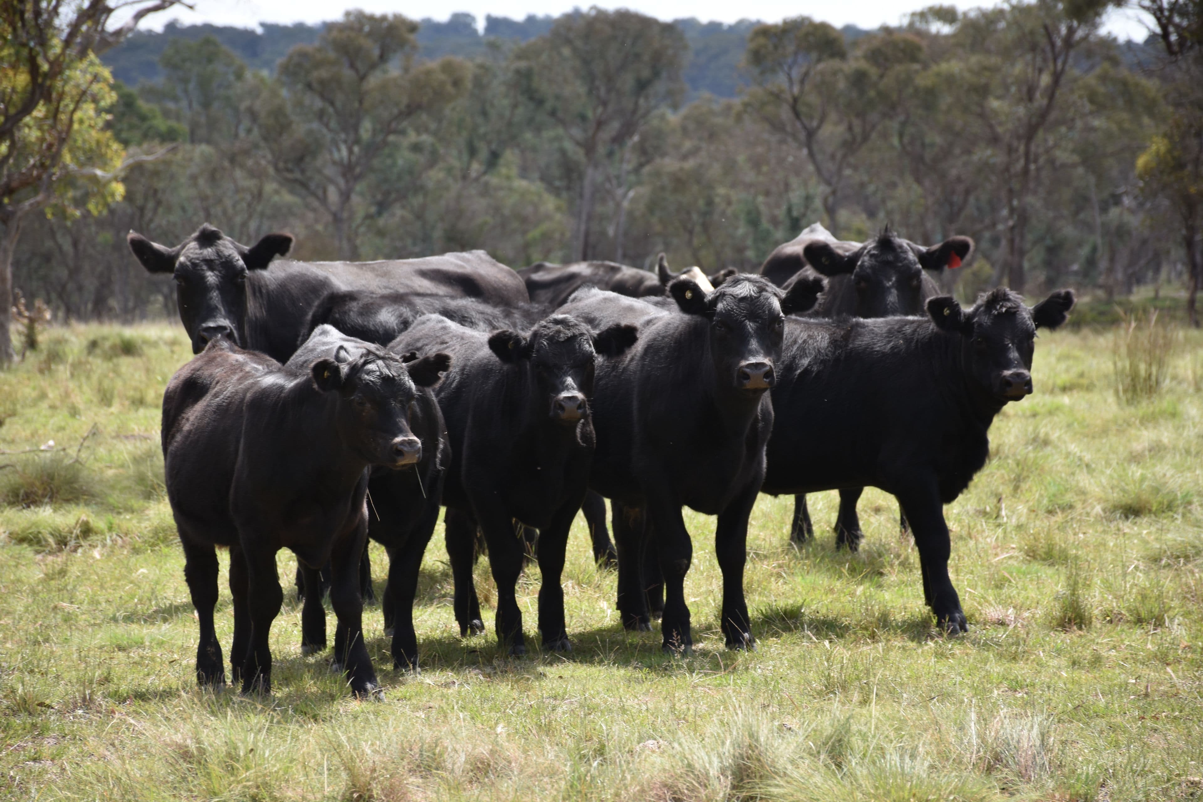 757 New England Highway, Glen Innes NSW 2370, Glen Innes - Thumbnail 8