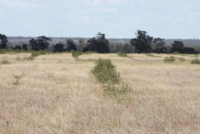 Jambin QLD 4702, Jambin - Thumbnail 4