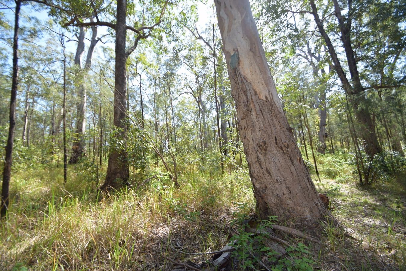 282 Whipbird Drive, Buaraba QLD 4311, Buaraba - Thumbnail 7