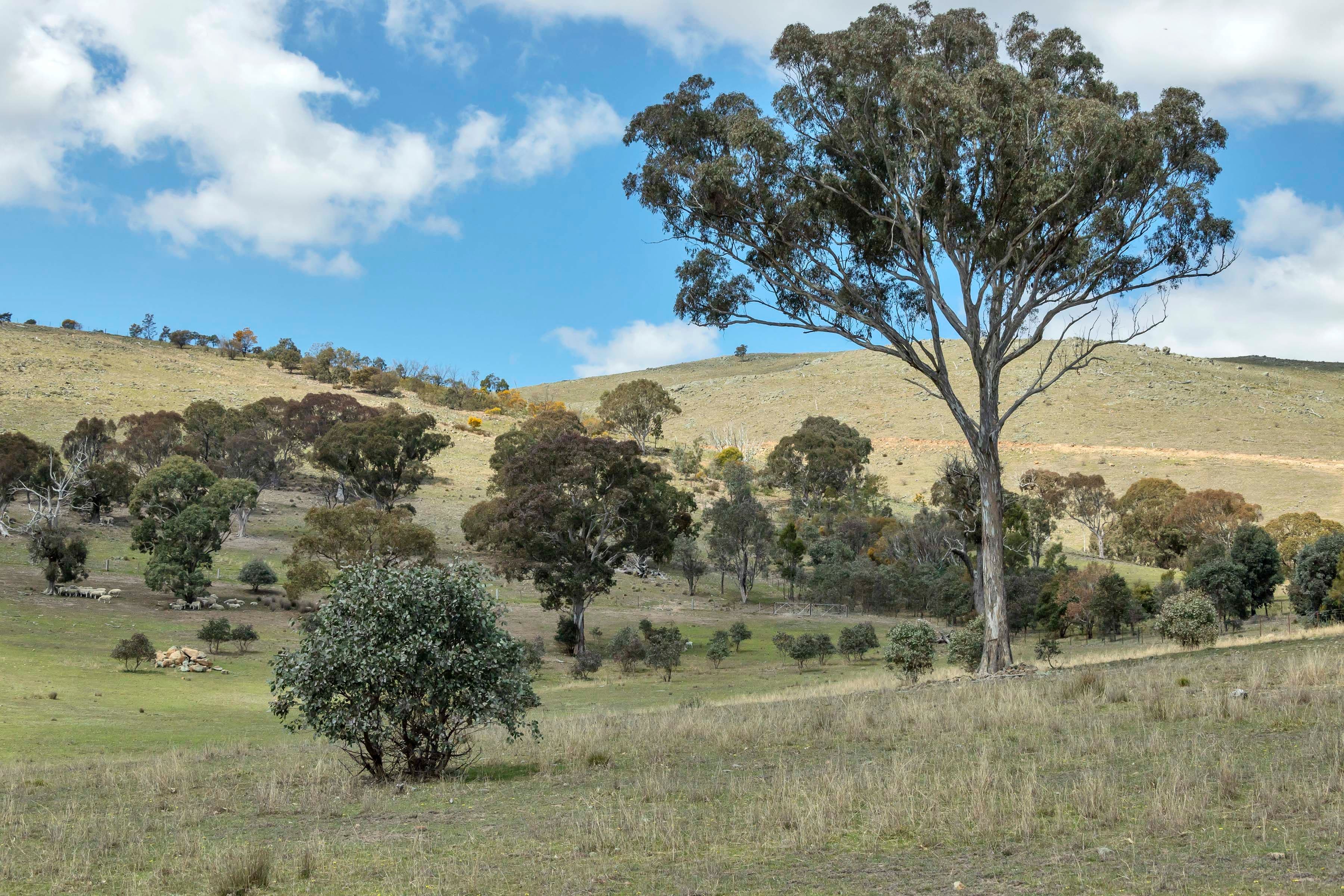 Lot 2 Nanima Road, Springrange NSW 2618, Springrange - Thumbnail 6