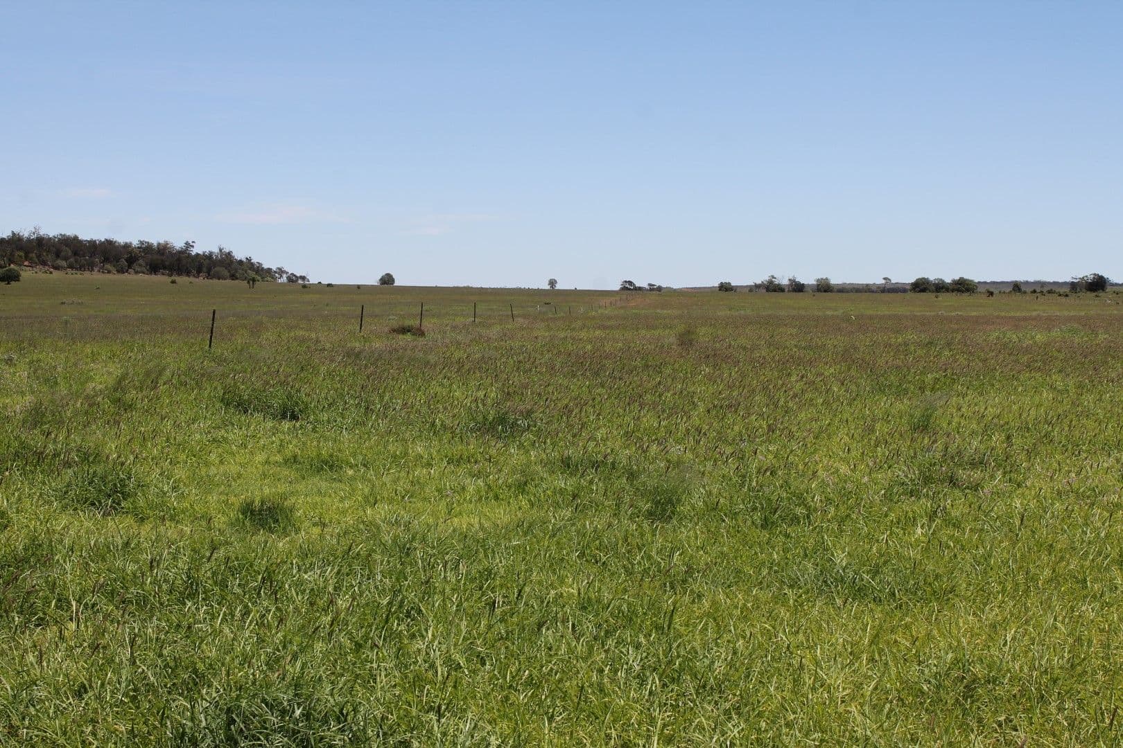 4895 Teelba Road, St George QLD 4487, St George - Thumbnail 5