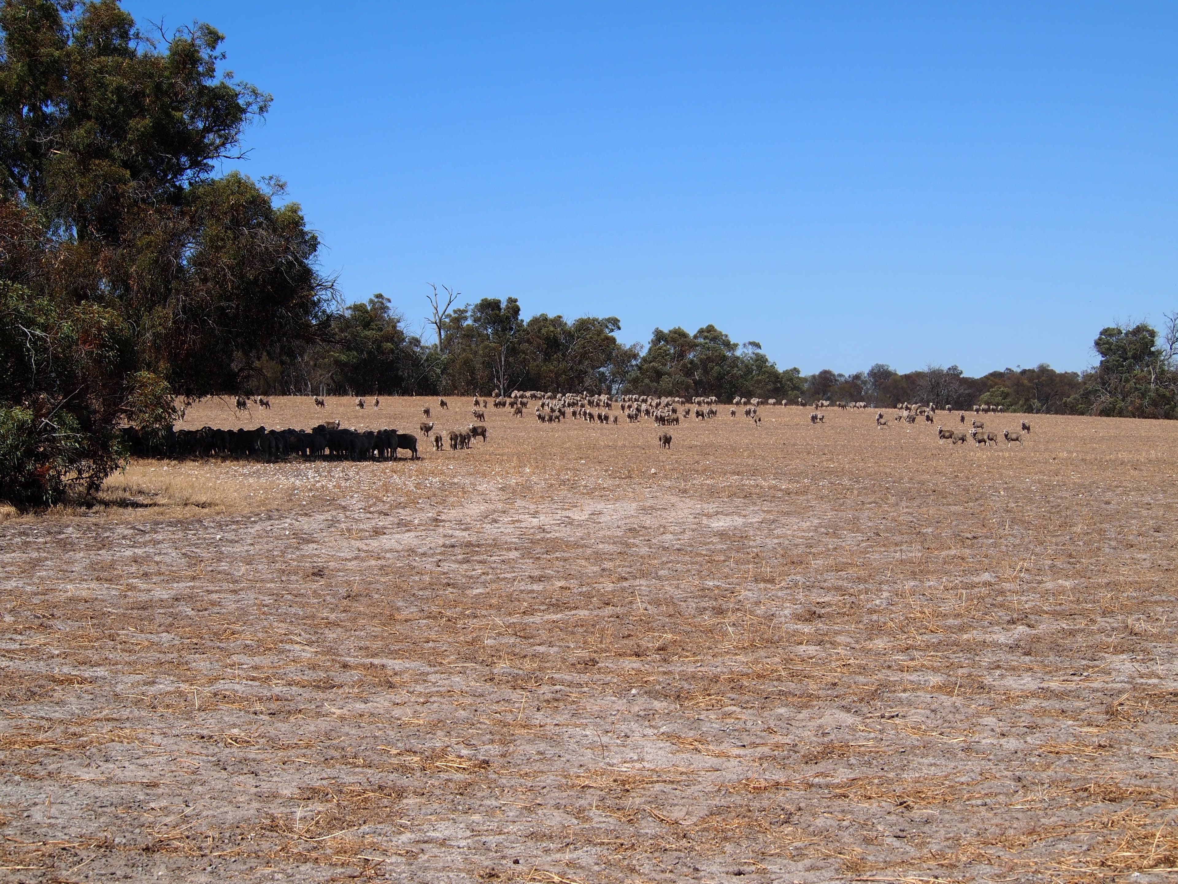 Muja Downs, Albany Highway, Beaufort River WA 6394, Beaufort River - Thumbnail 5