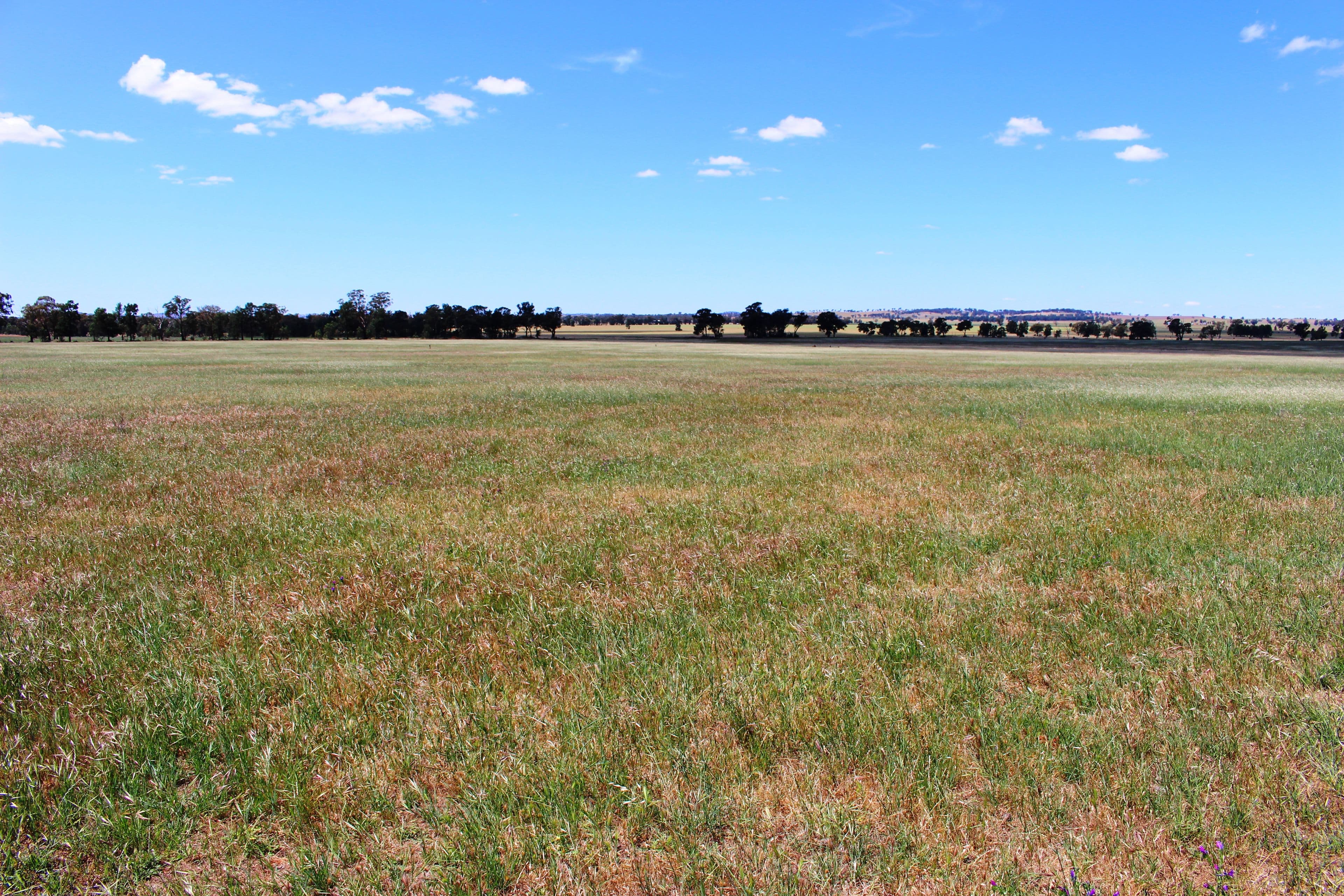 Coolamon NSW 2701, Coolamon - Thumbnail 2