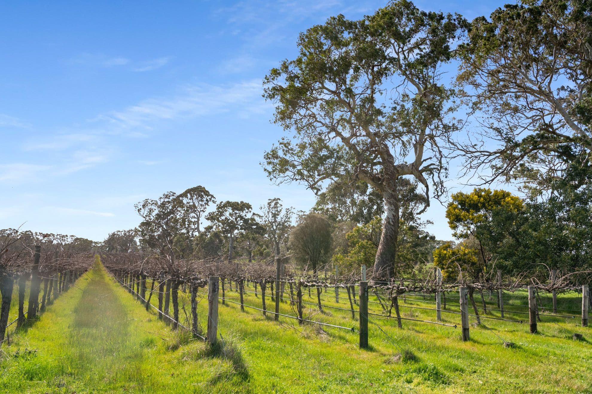 108 Dergholm Road, Penola SA 5277, Penola - Thumbnail 7