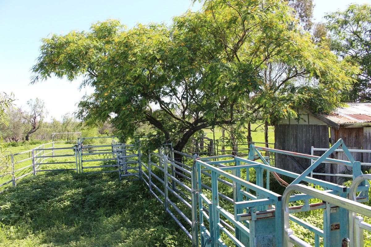2414 Oakey-Pittsworth Road, Mount Tyson QLD 4356, Mount Tyson - Thumbnail 4