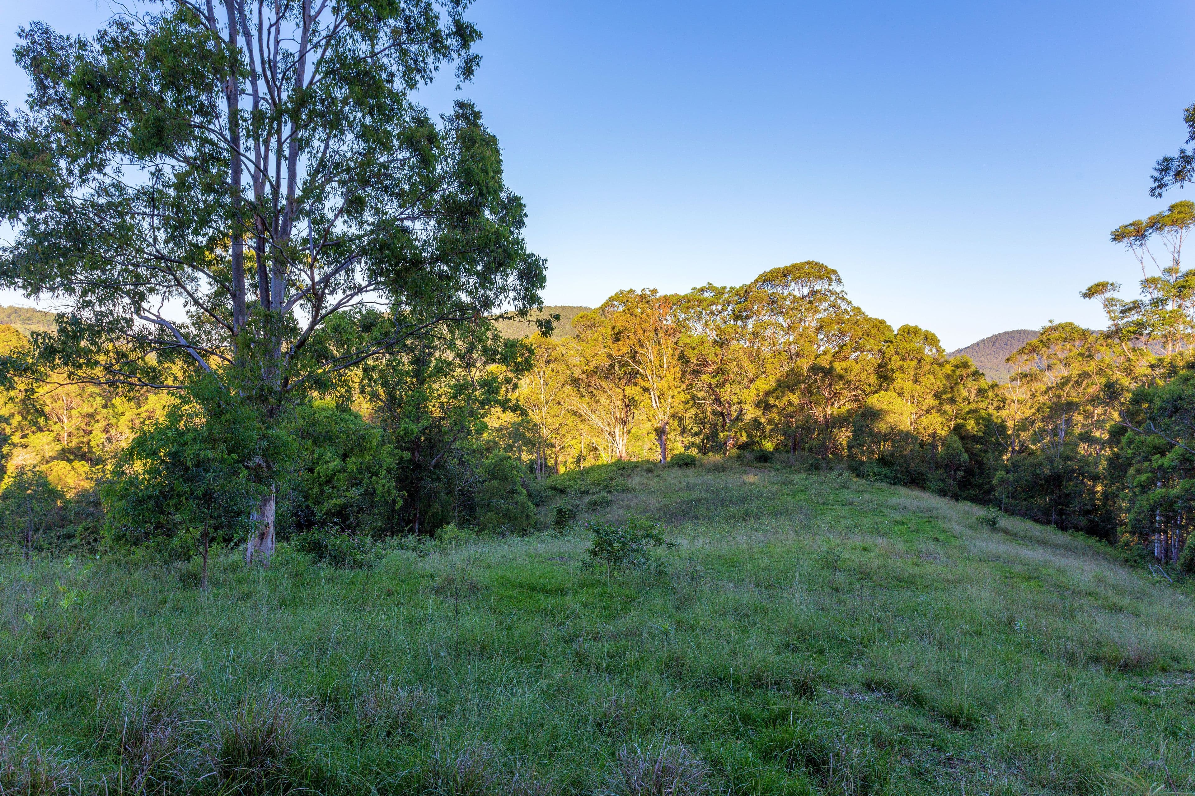 Lot 150 & 151 Black Flat Lane, WHERROL FLAT NSW 2429, Wherrol Flat - Thumbnail 2