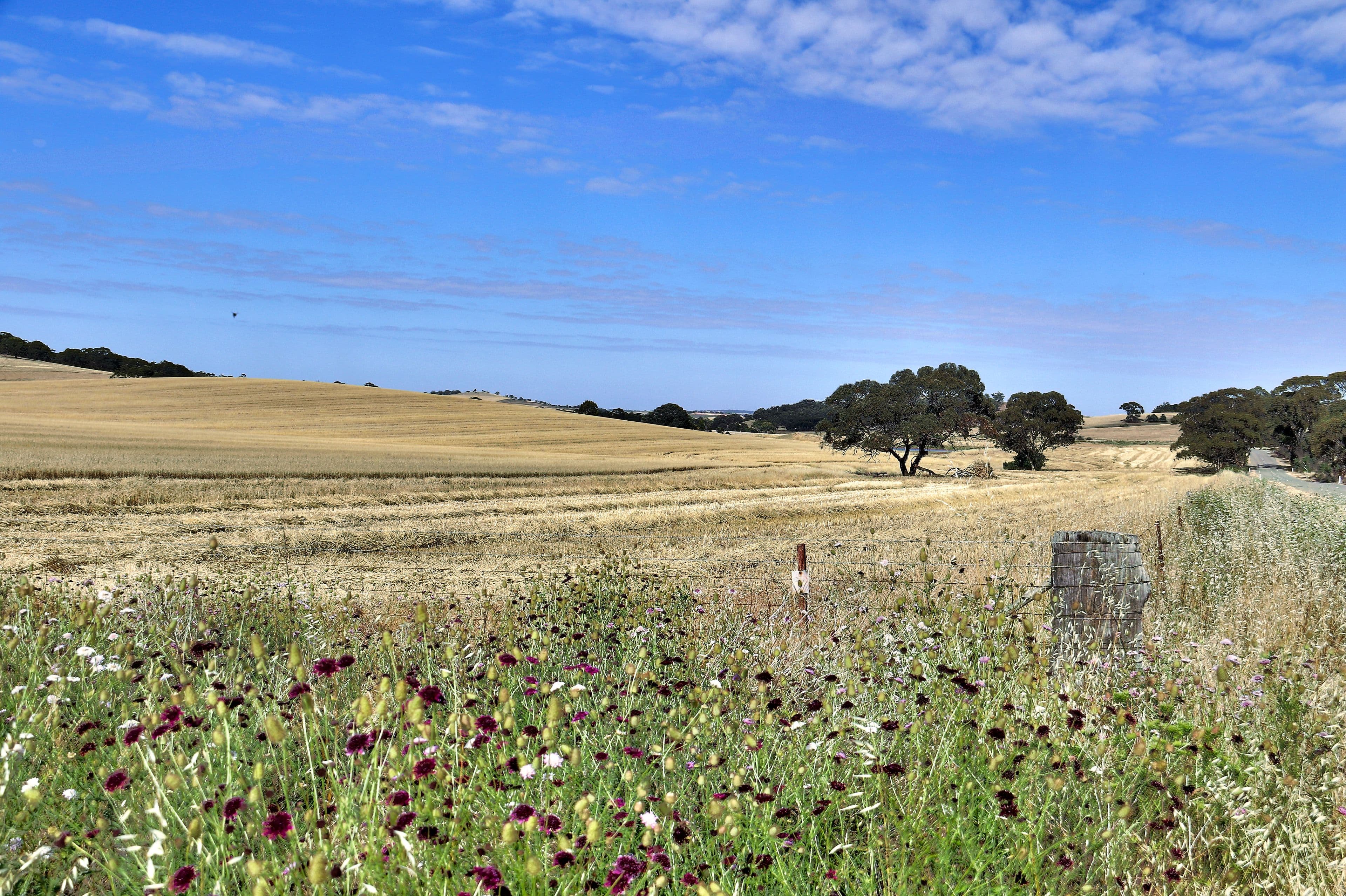 "Cloverhills" Brothers Hill Road, MANOORA SA 5414, Manoora - Thumbnail 3
