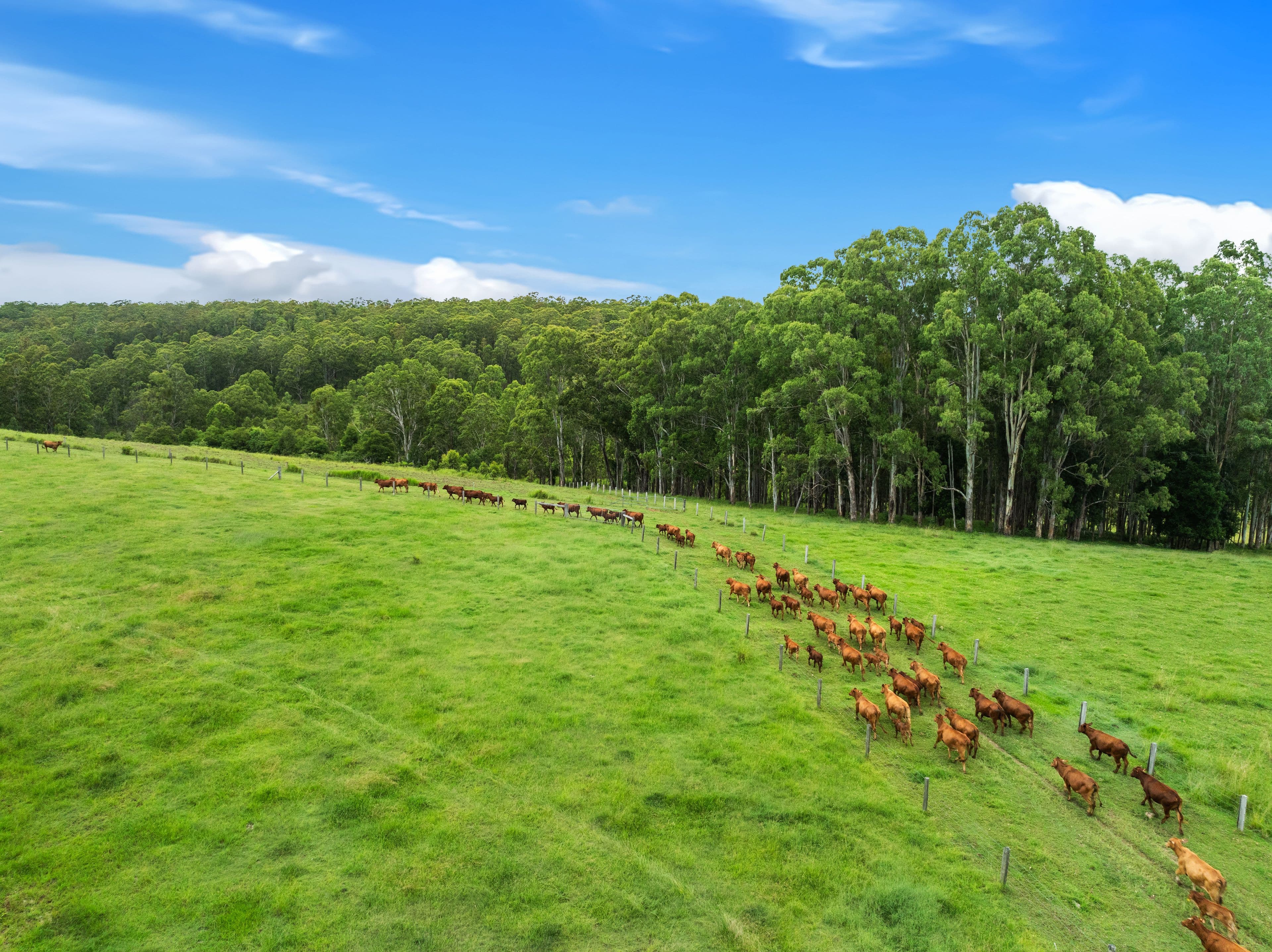 140 Deep Creek Road, Mallanganee NSW 2469, Mallanganee - Thumbnail 4