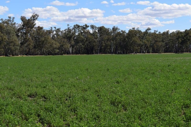 Packwood 5798 Lachlan Valley Way, CONDOBOLIN NSW 2877, Condobolin - Thumbnail 2