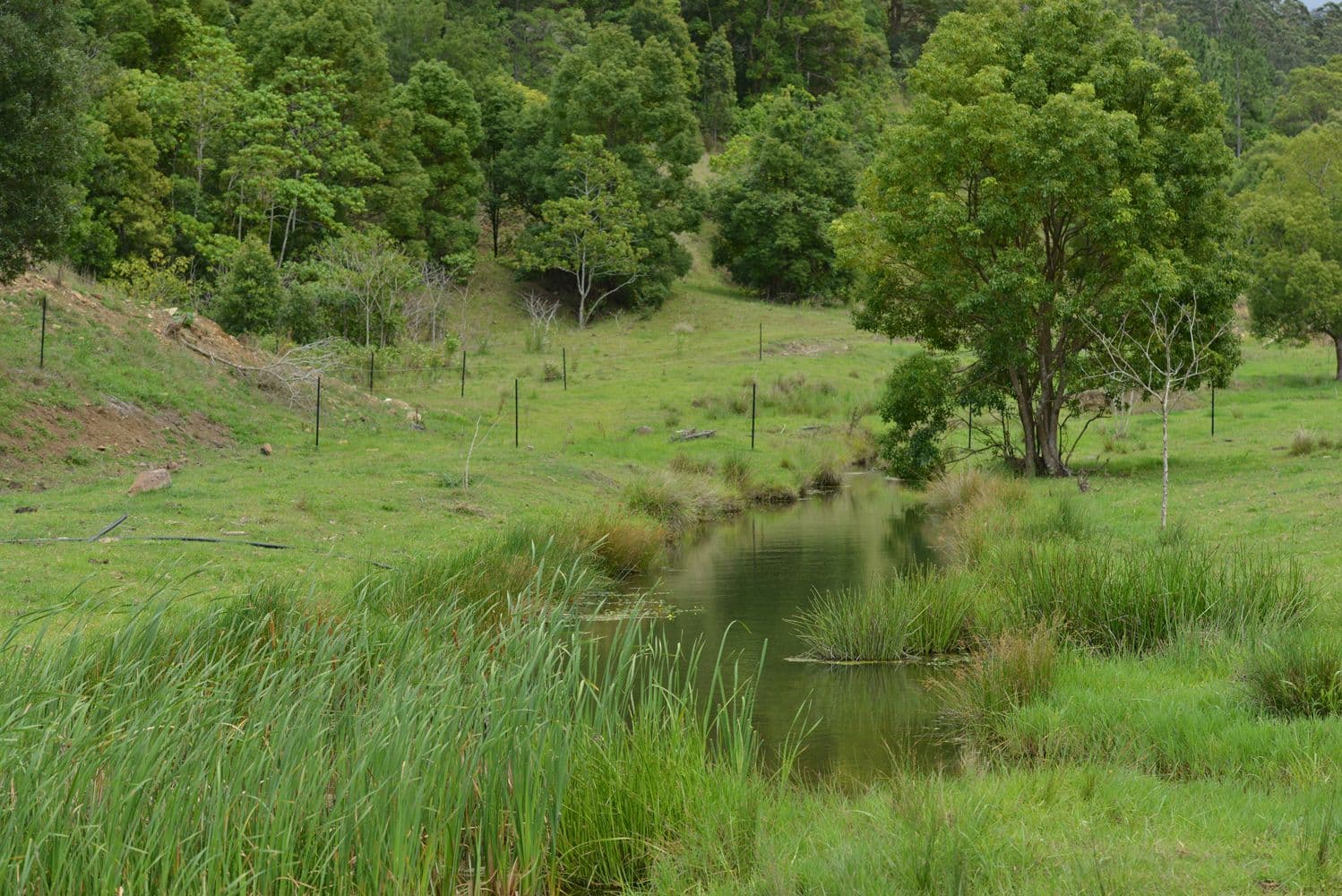 1179 Kilcoy Beerwah Road, Cedarton QLD 4514, Cedarton - Thumbnail 7