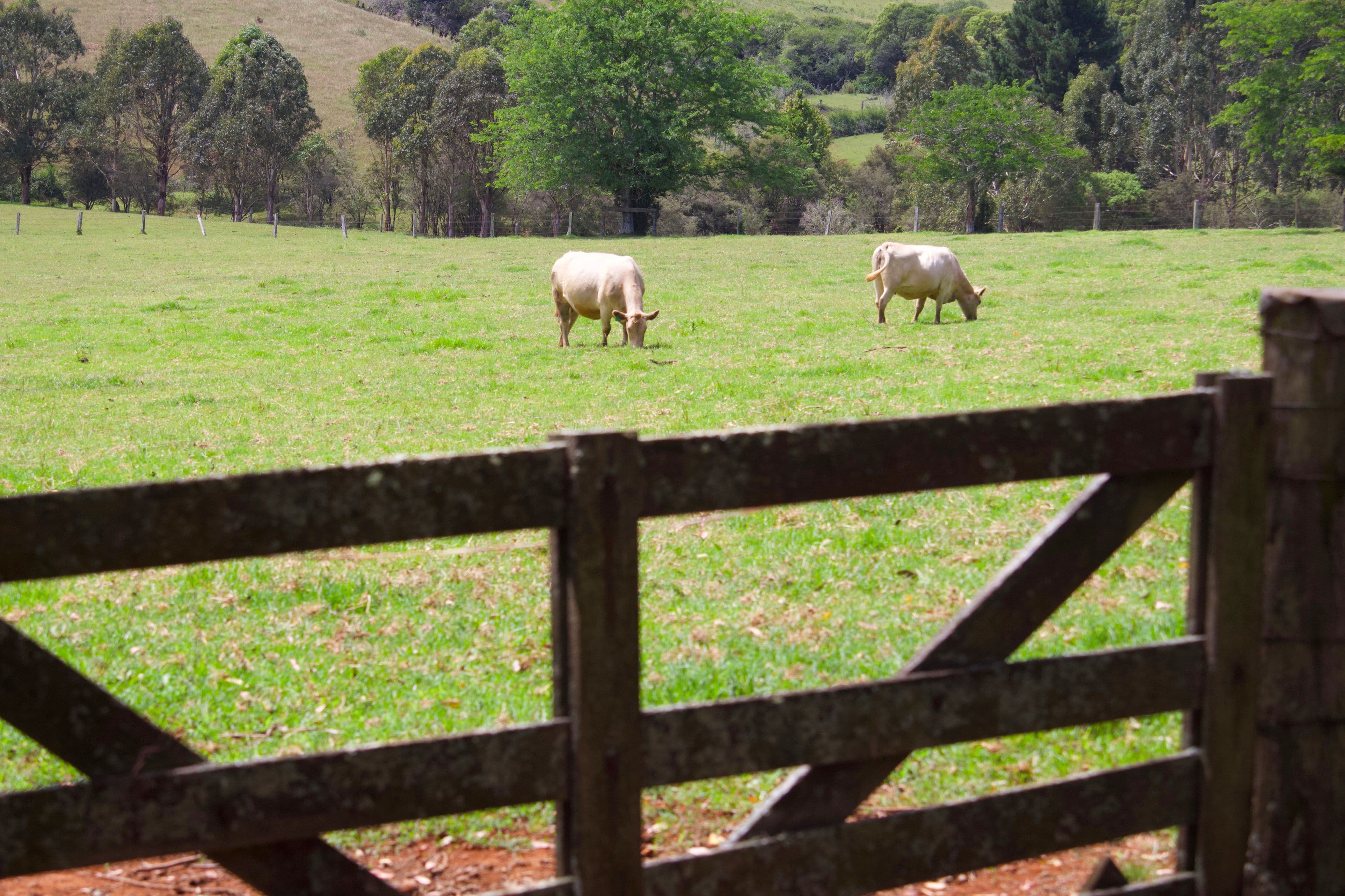 Dorrigo NSW 2453, Dorrigo - Thumbnail 6