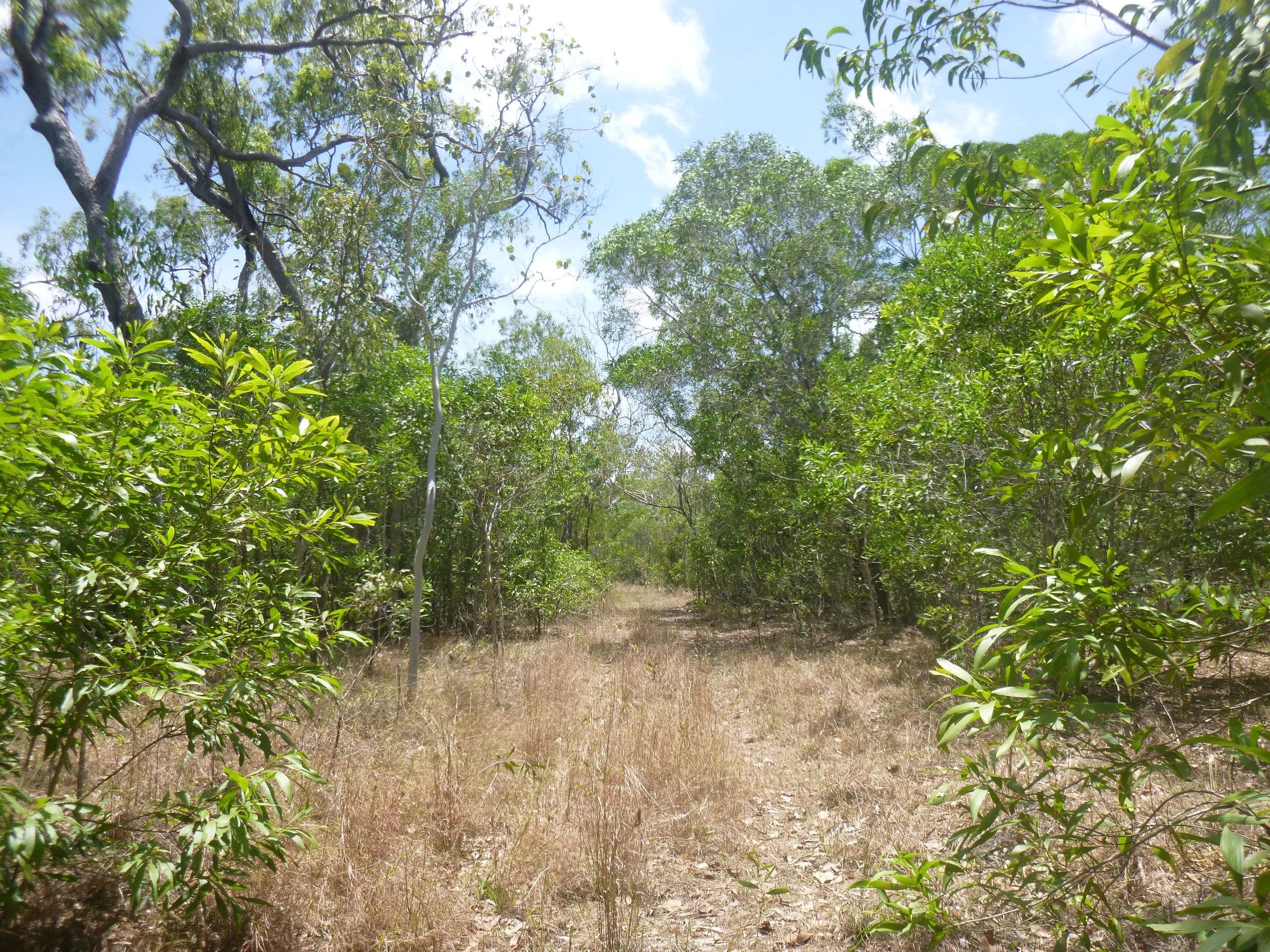 Lot 56 Solander Road, Cooktown QLD 4895, Cooktown - Thumbnail 6