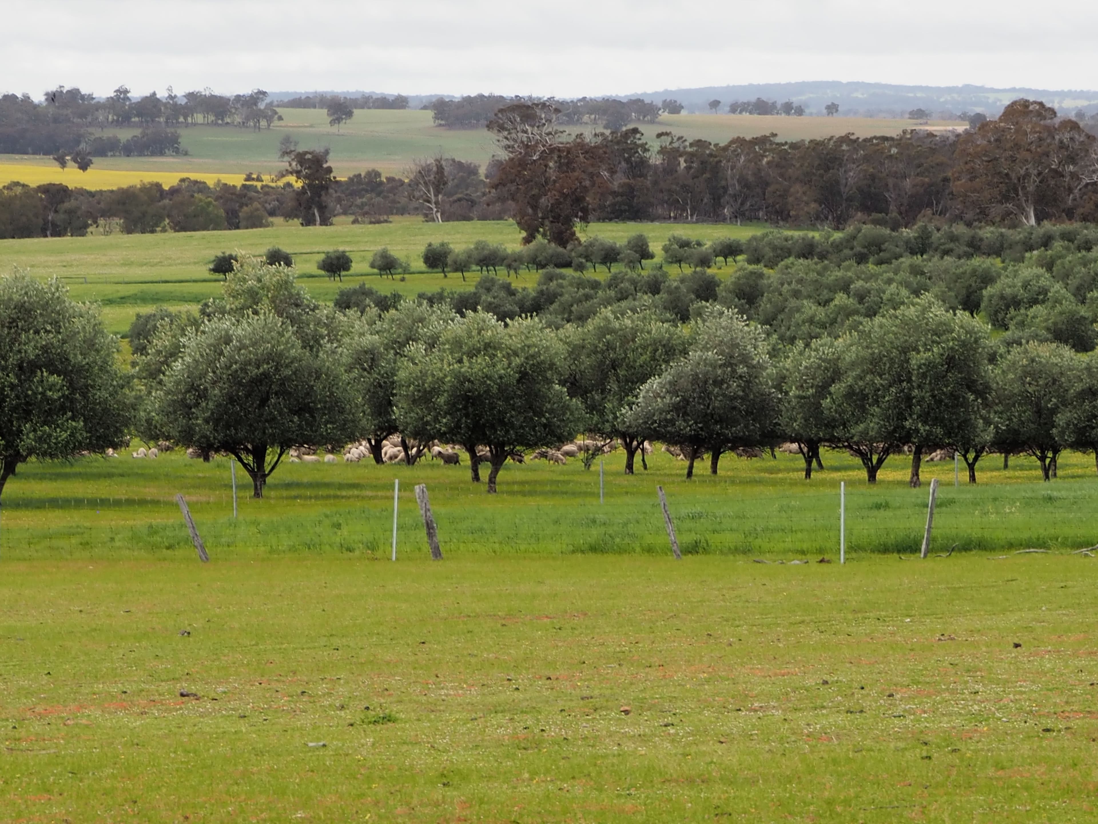 Tarwilli Collie-Changerup Road, Kojonup WA 6395, Kojonup - Thumbnail 2