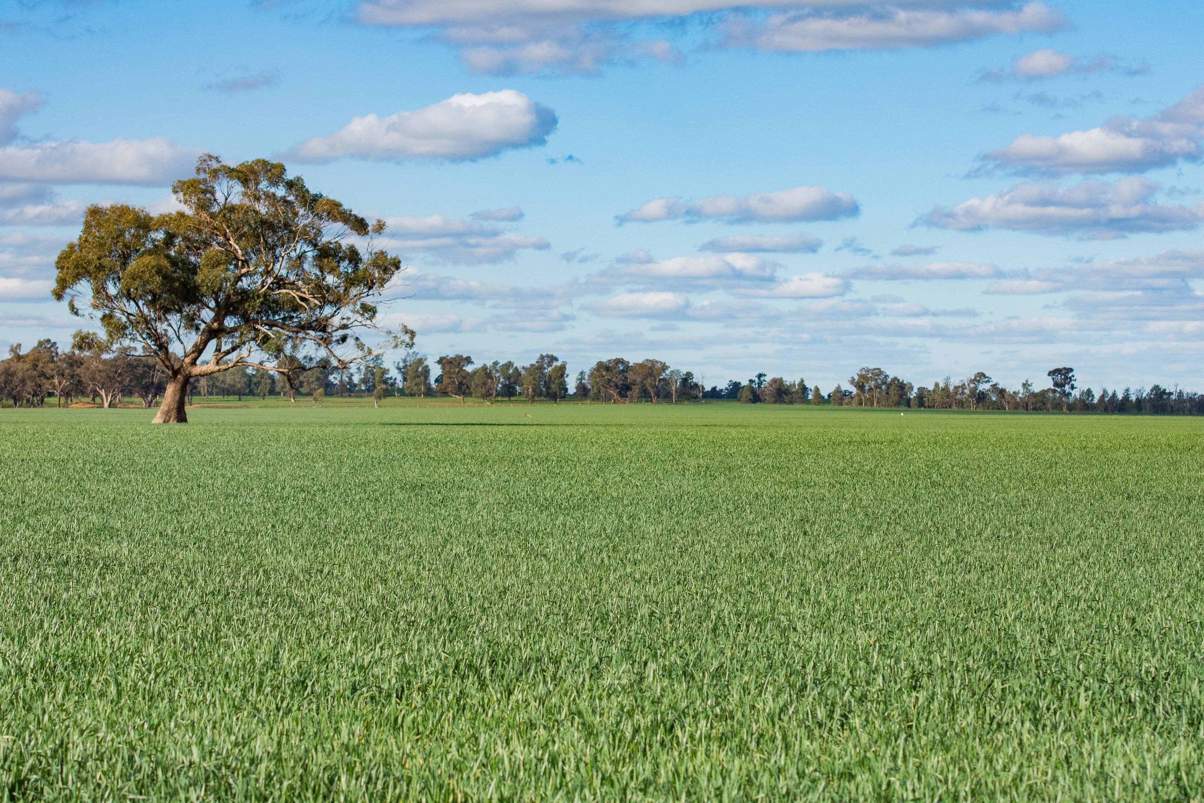 1292 Lower Middle Road, Ganmain Via, Coolamon NSW 2701, Coolamon - Thumbnail 3