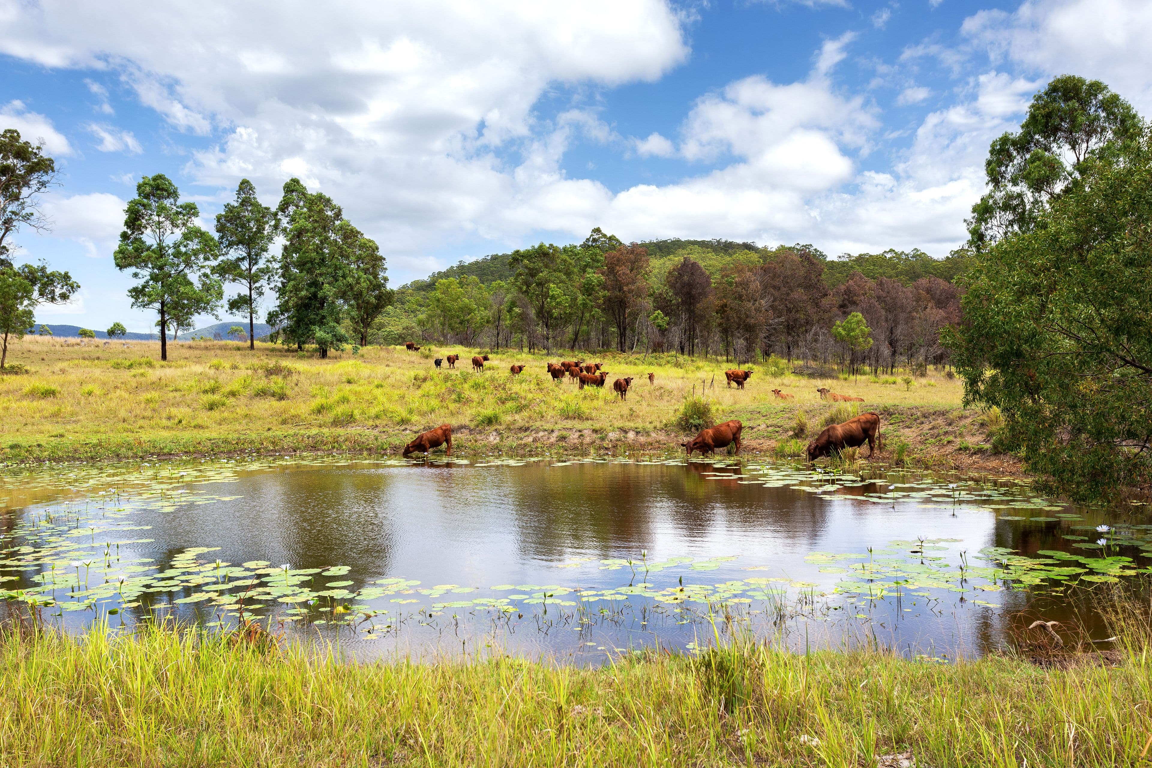 626 Black Flat Lane, Mount George NSW 2424, Mount George - Image 1