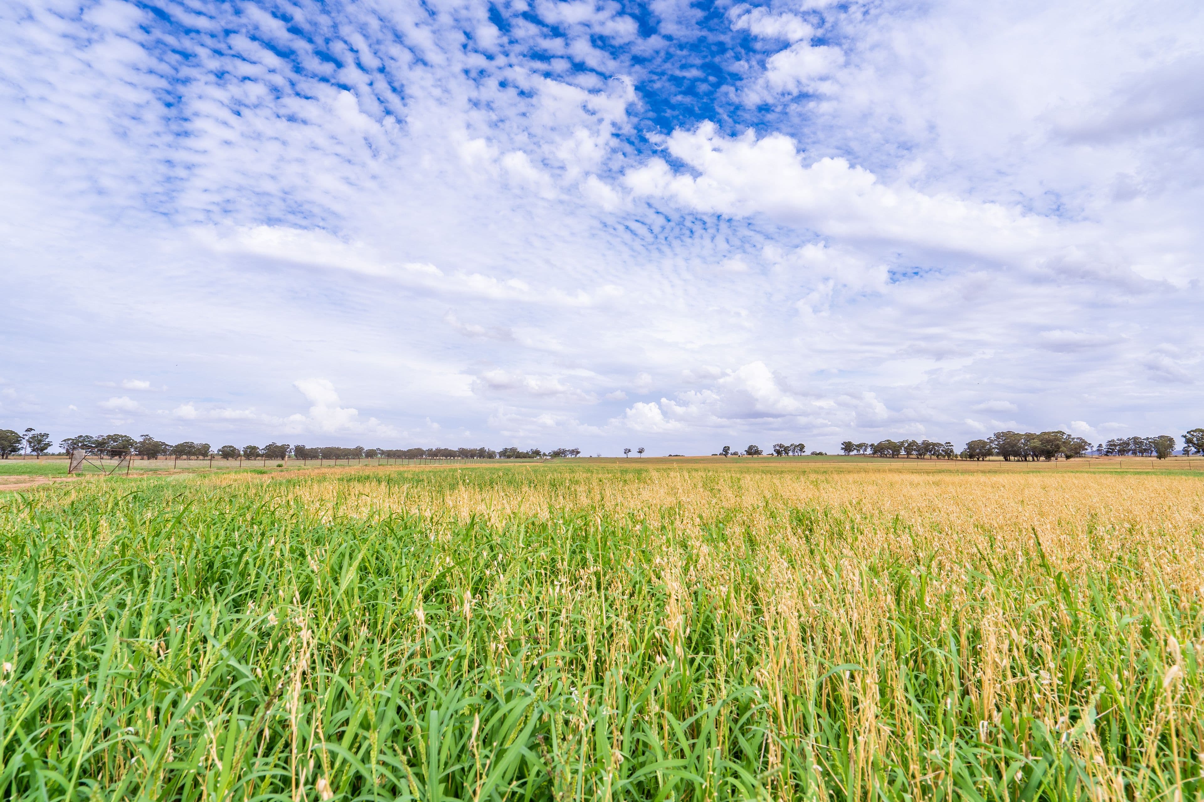 'Tumblong' Barryrennie Road, COWRA NSW 2794, Cowra - Thumbnail 4