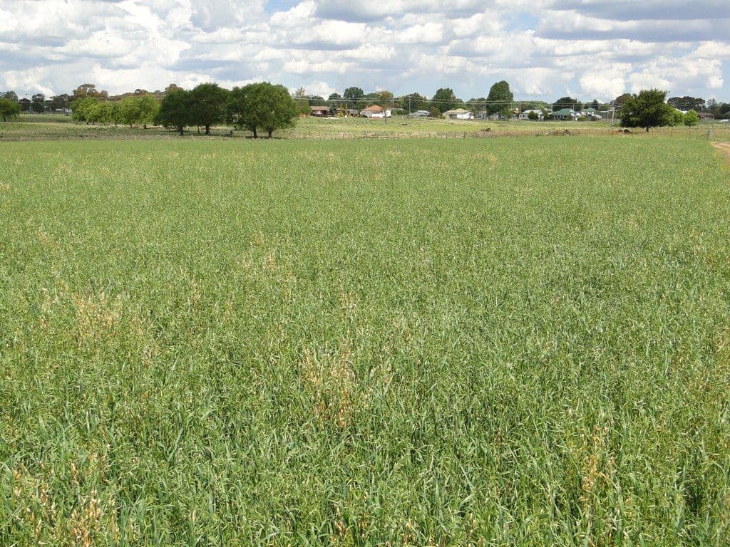 Hilltop Worra Street, GUYRA NSW 2365, Guyra - Thumbnail 6